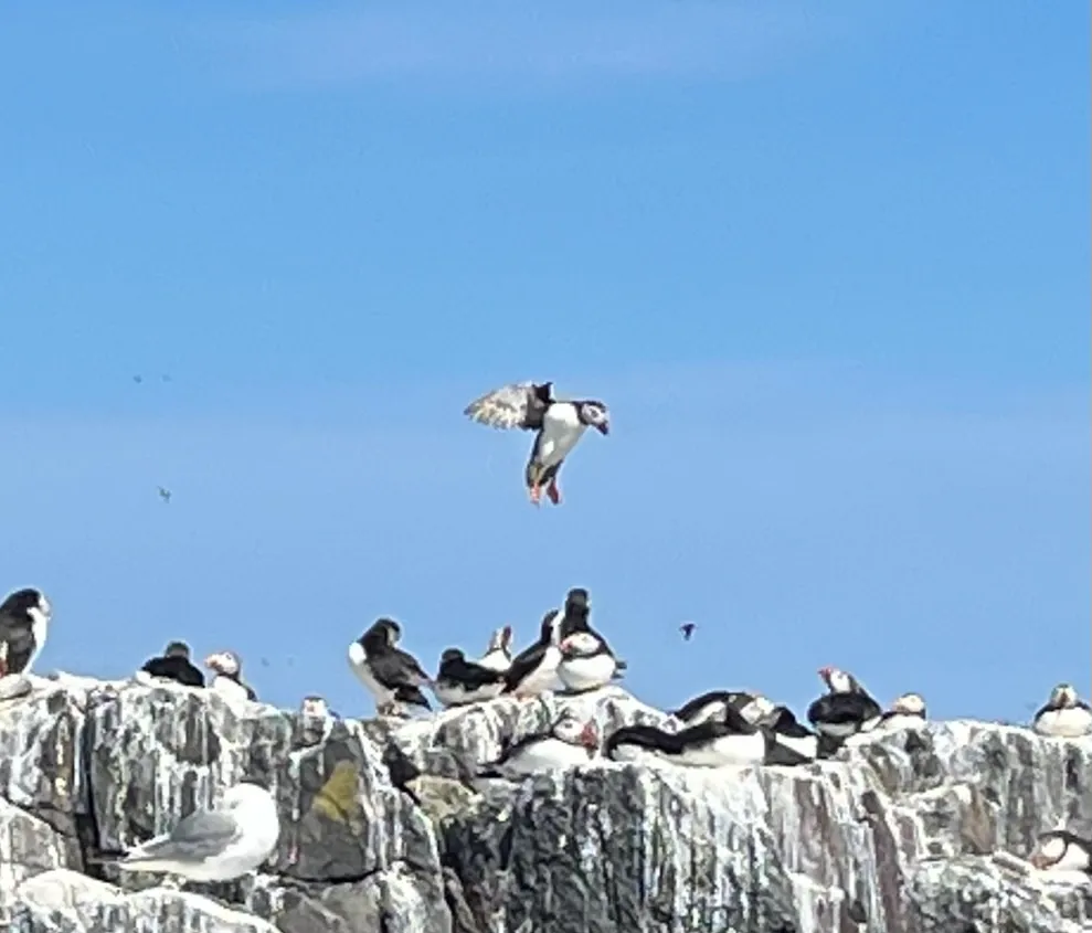 Puffin coming into land.