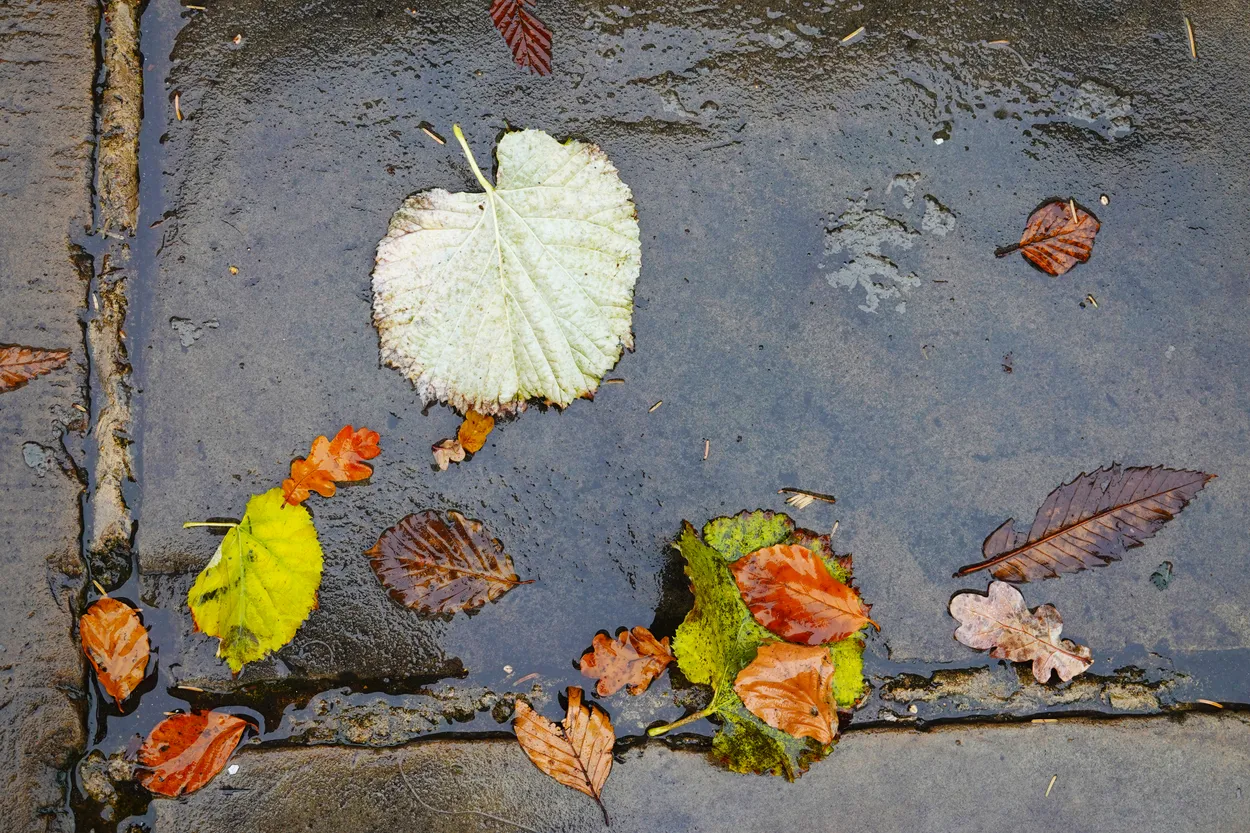 Autumn rain in Greenwich