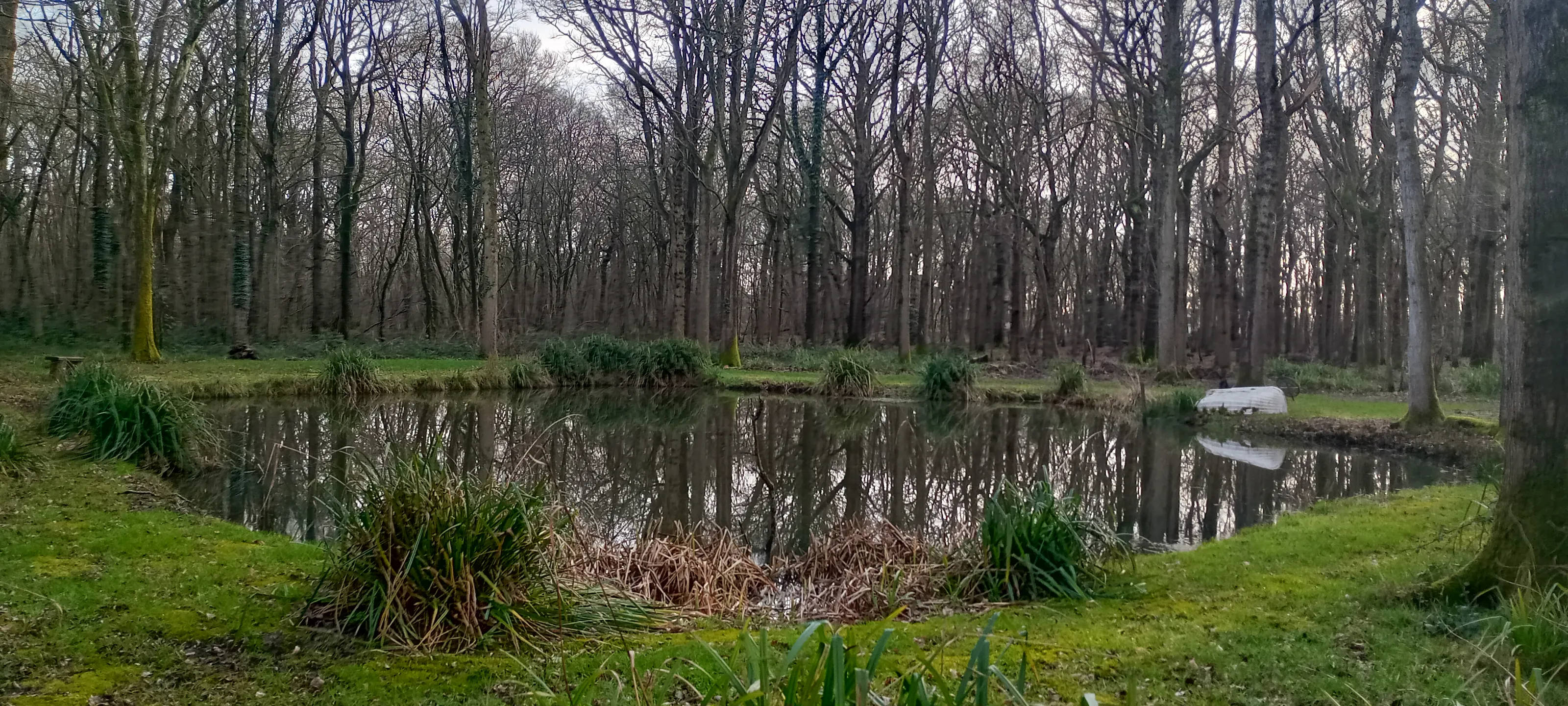 The woods at Ashford