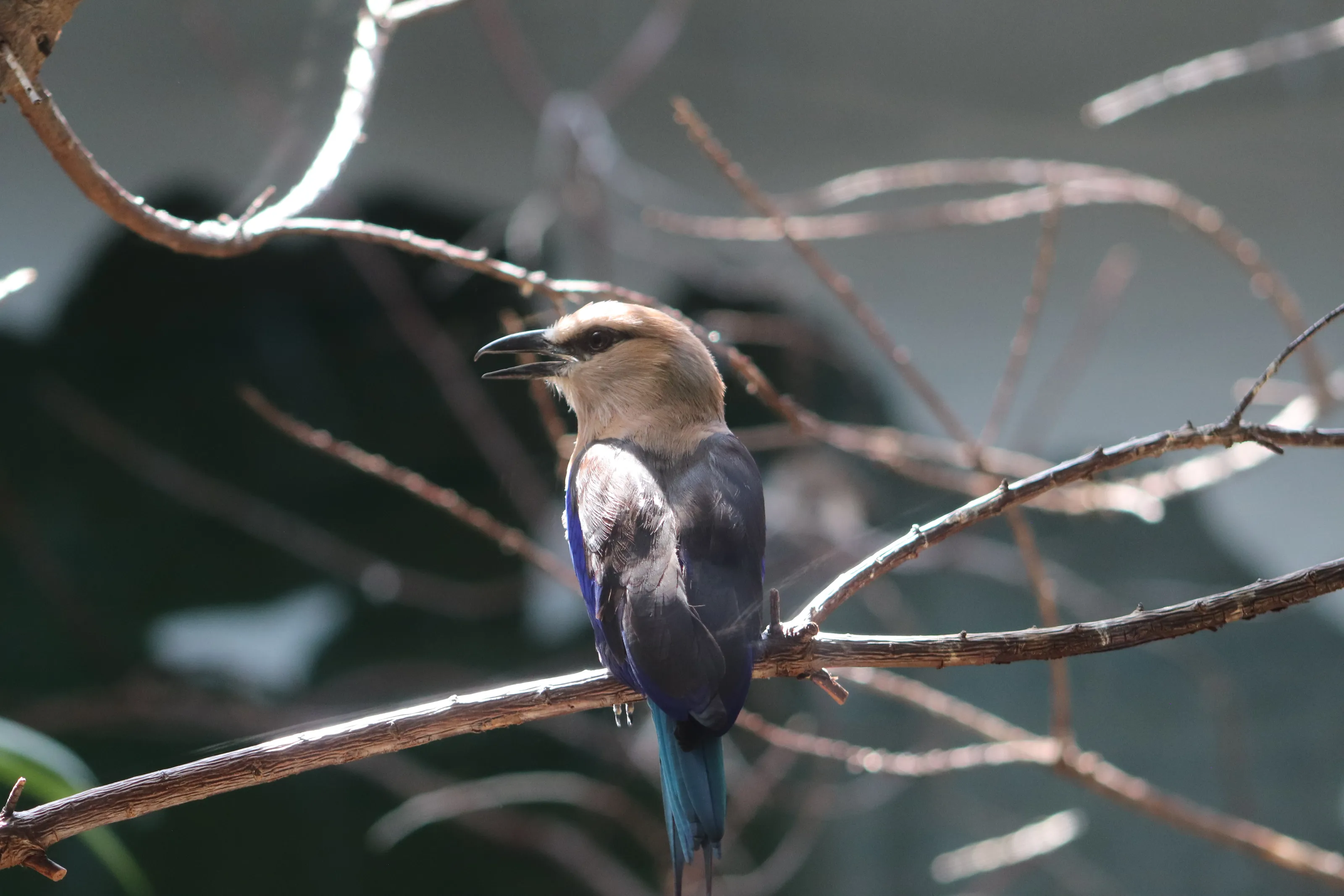 Blue Bellied Roller