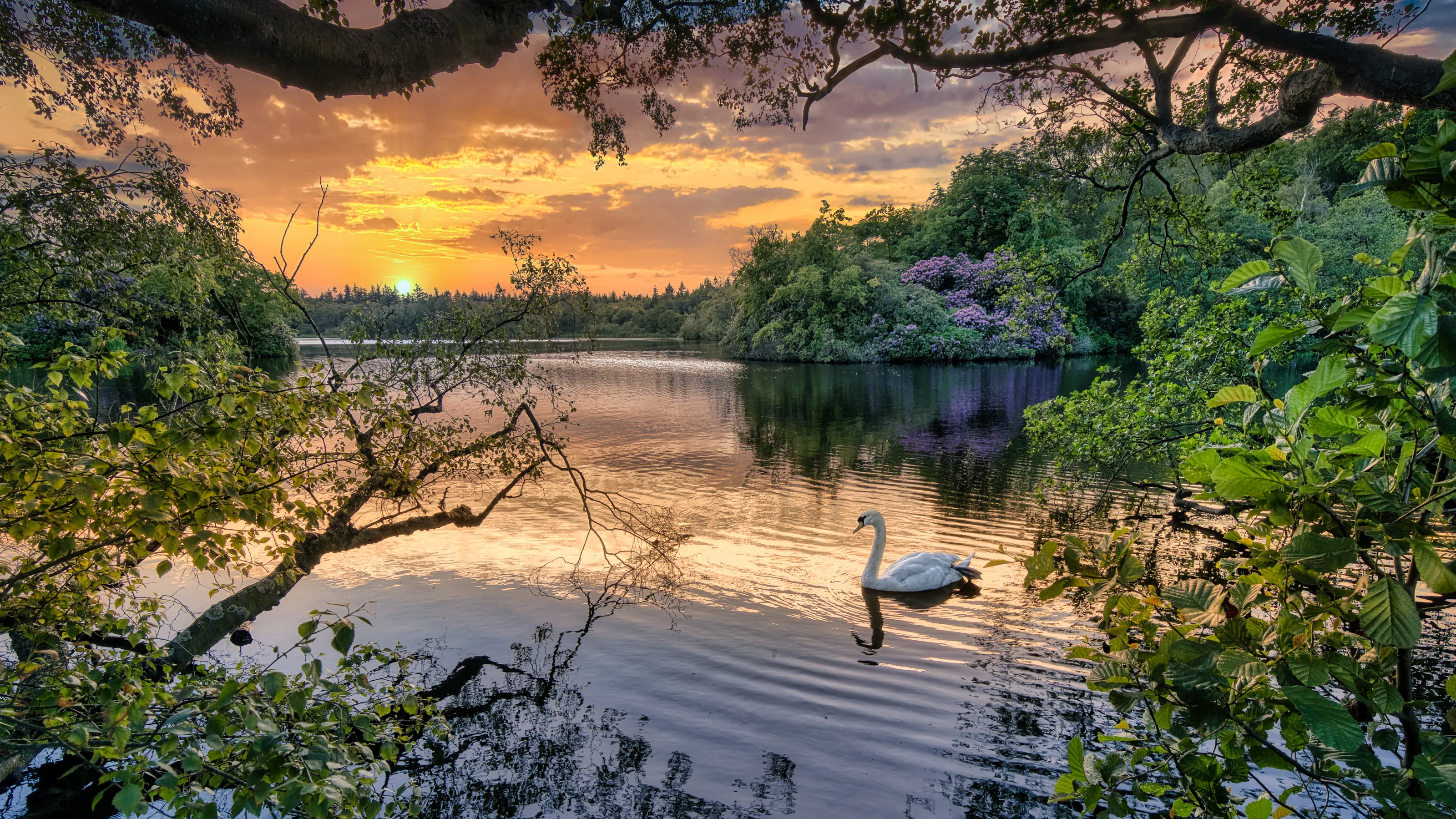 Swan at Sunset