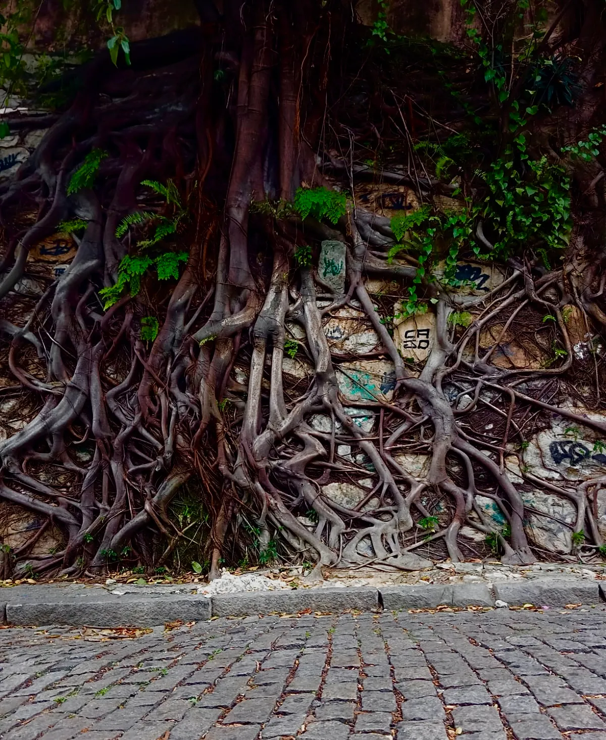 Roots of the Rainforest ( Brazil )