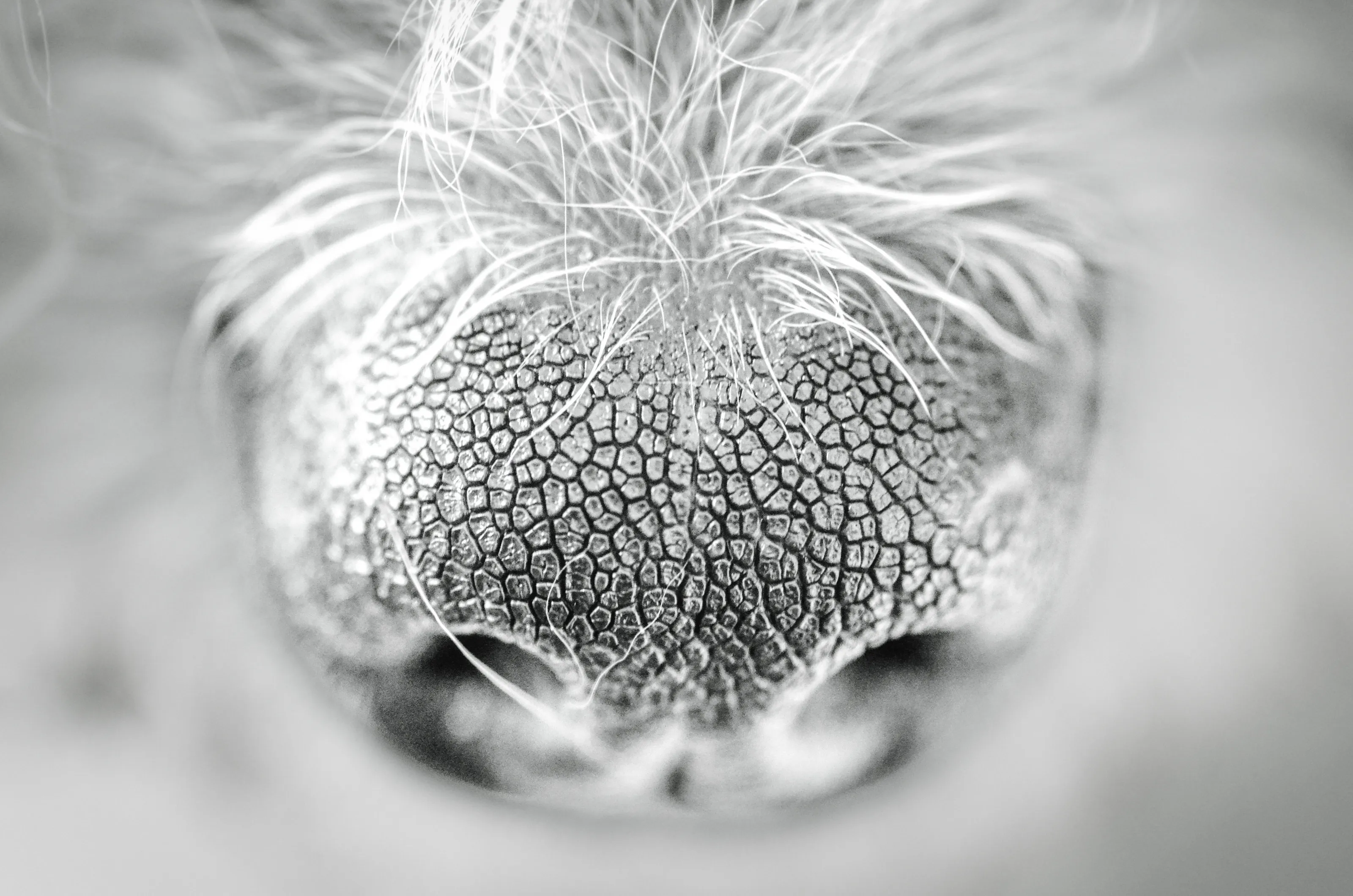 Noses