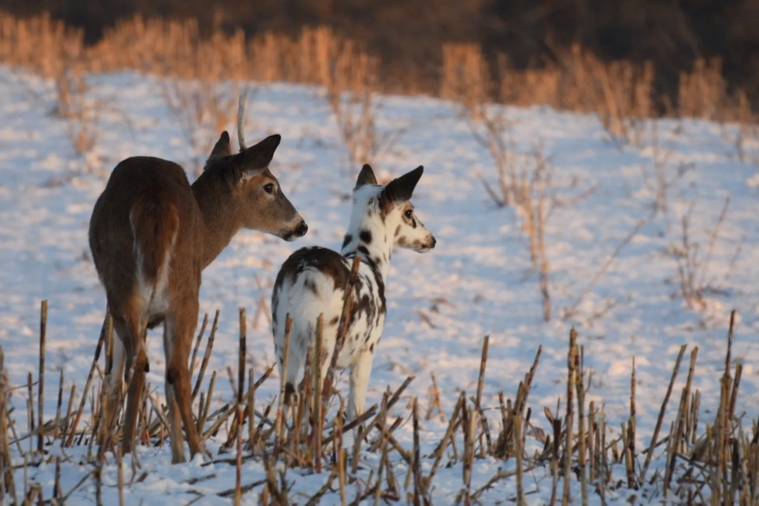 White Tail Deer & baby piebald