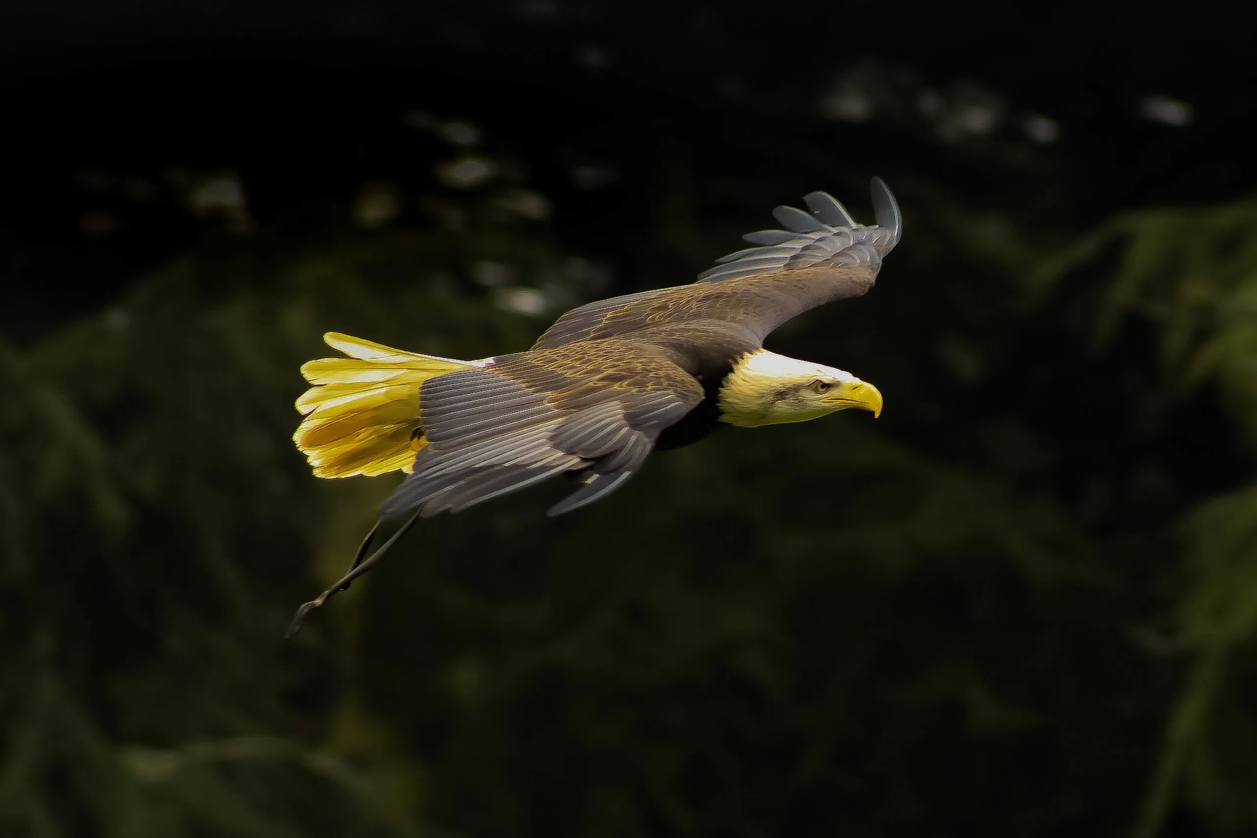 Bird of Prey
