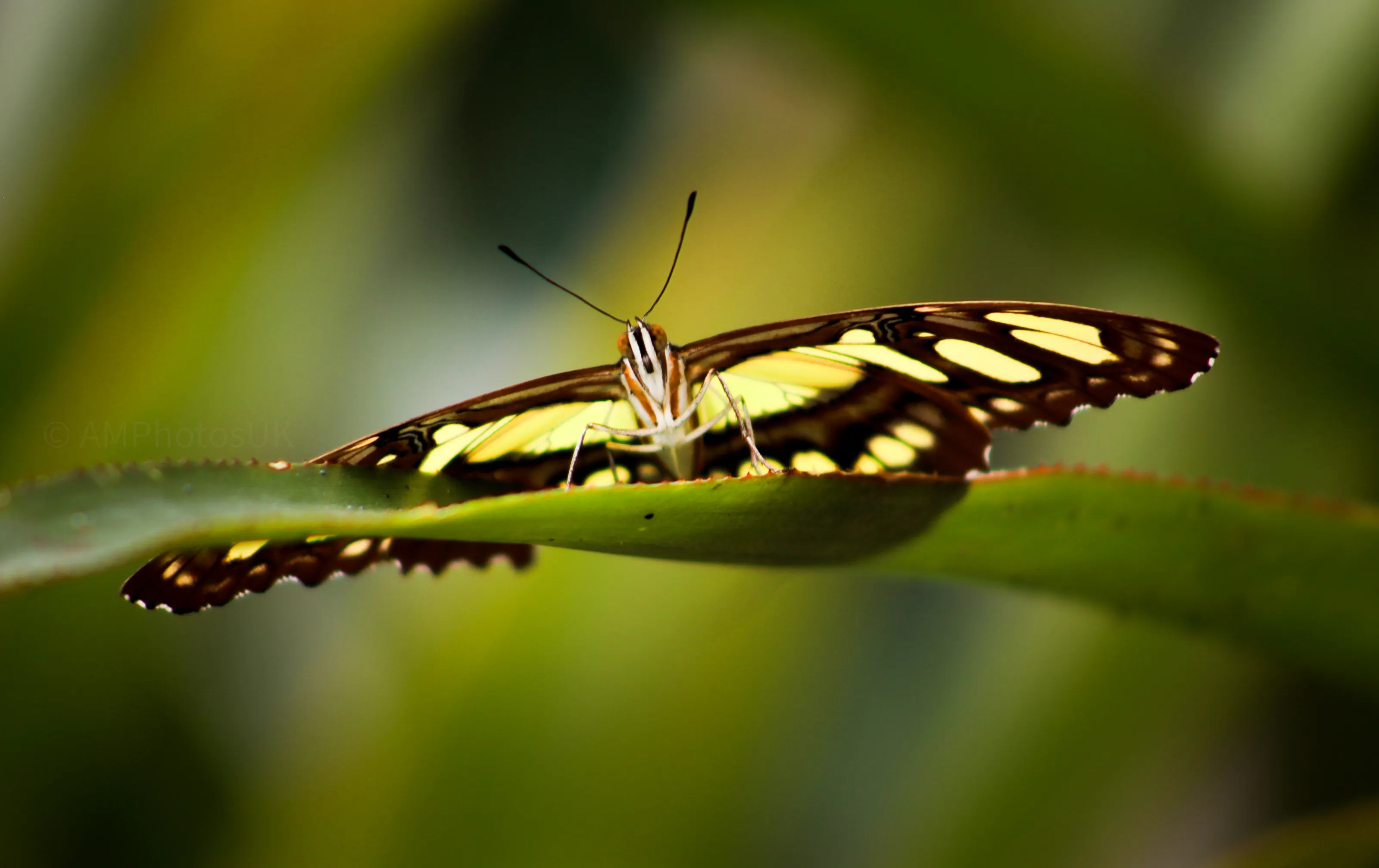 Yellow Wings