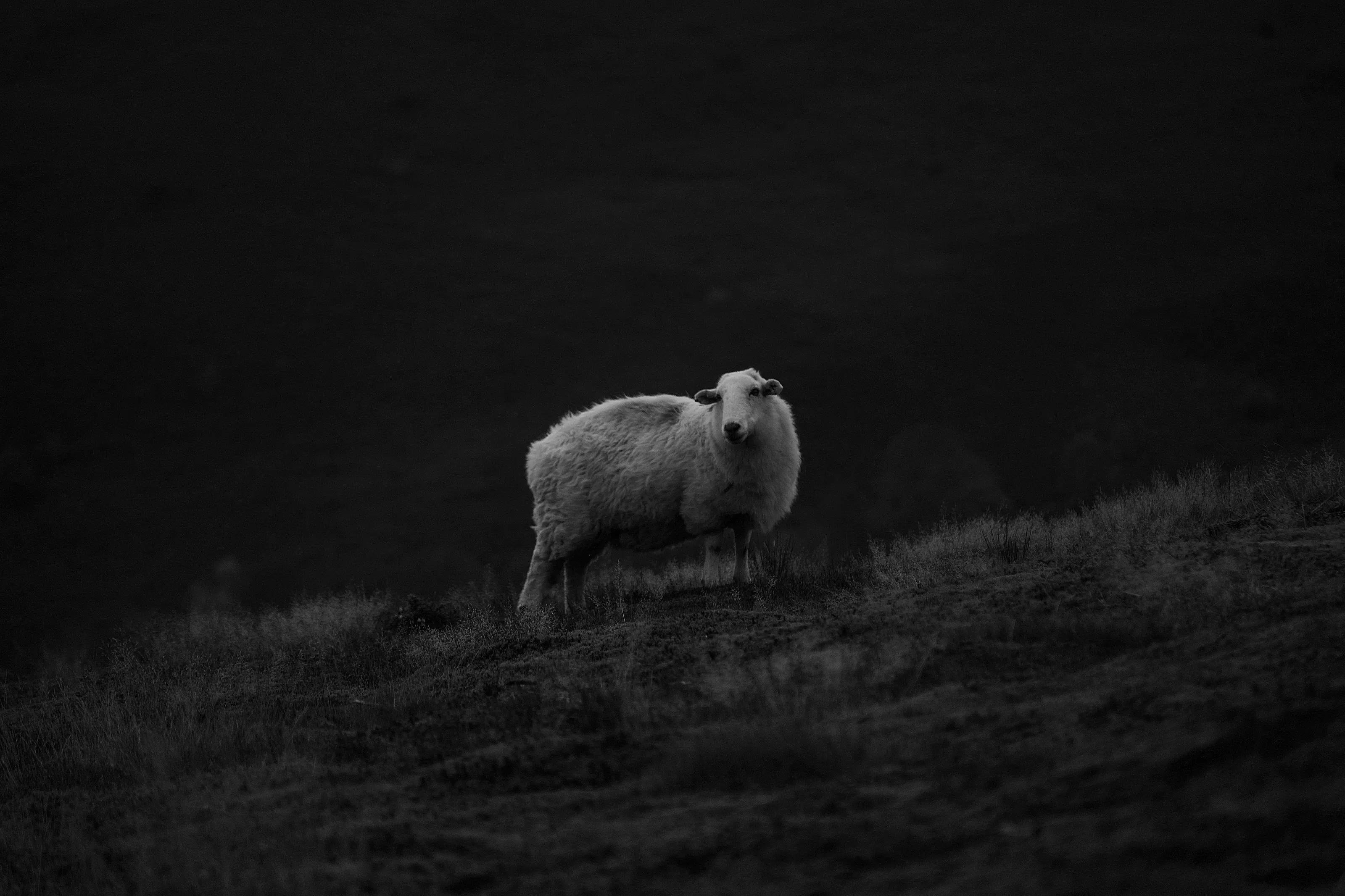 The Lone Sentinel