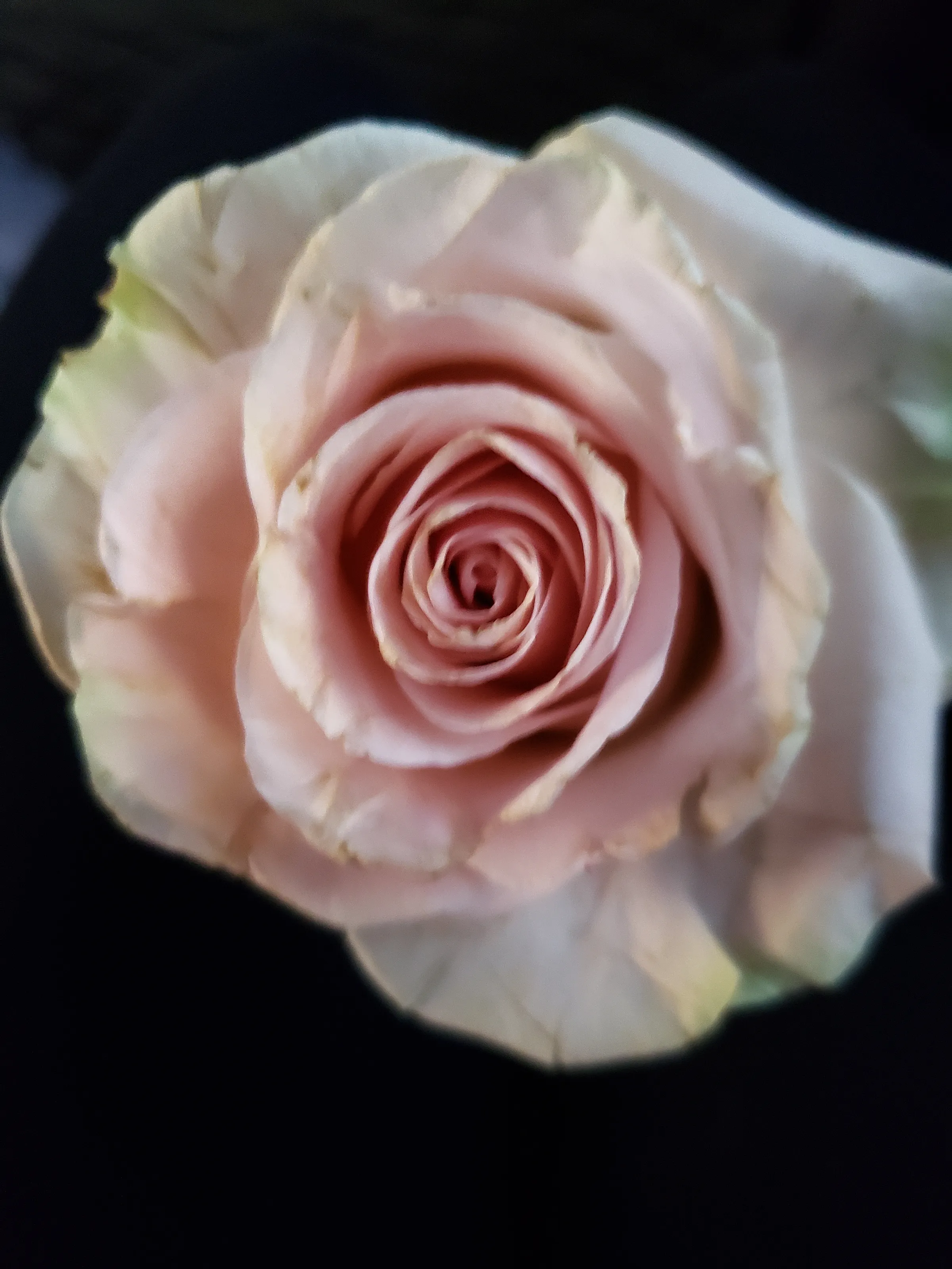 Faded rose