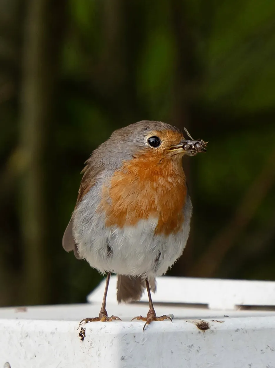 Robin’s lunch