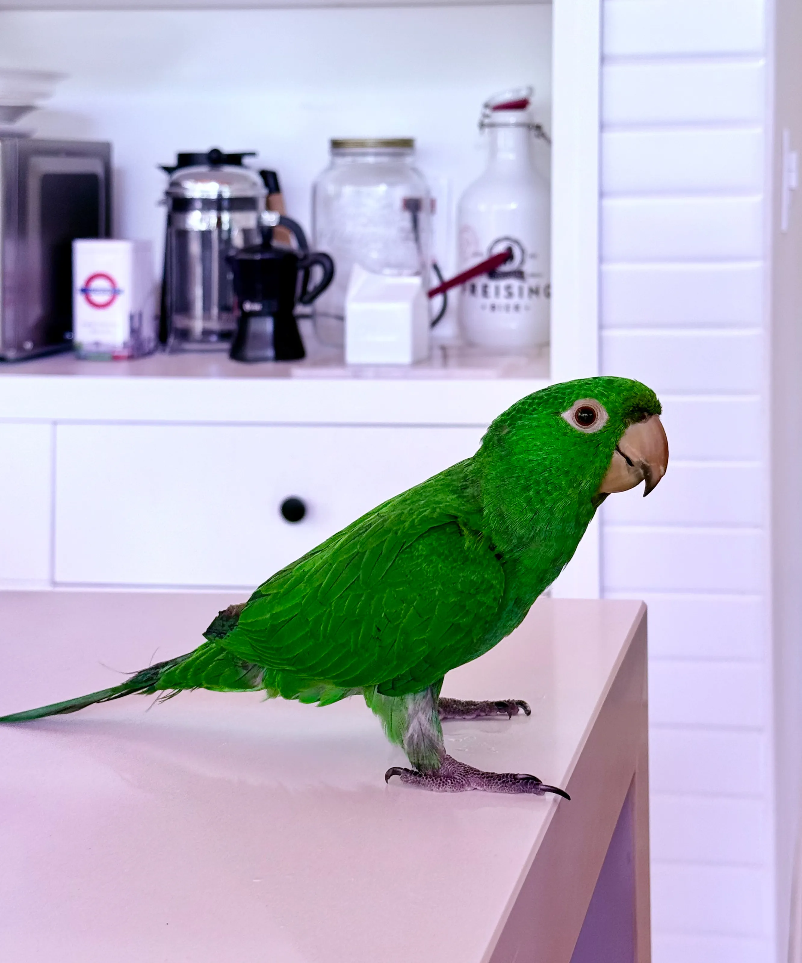 Pet Birds