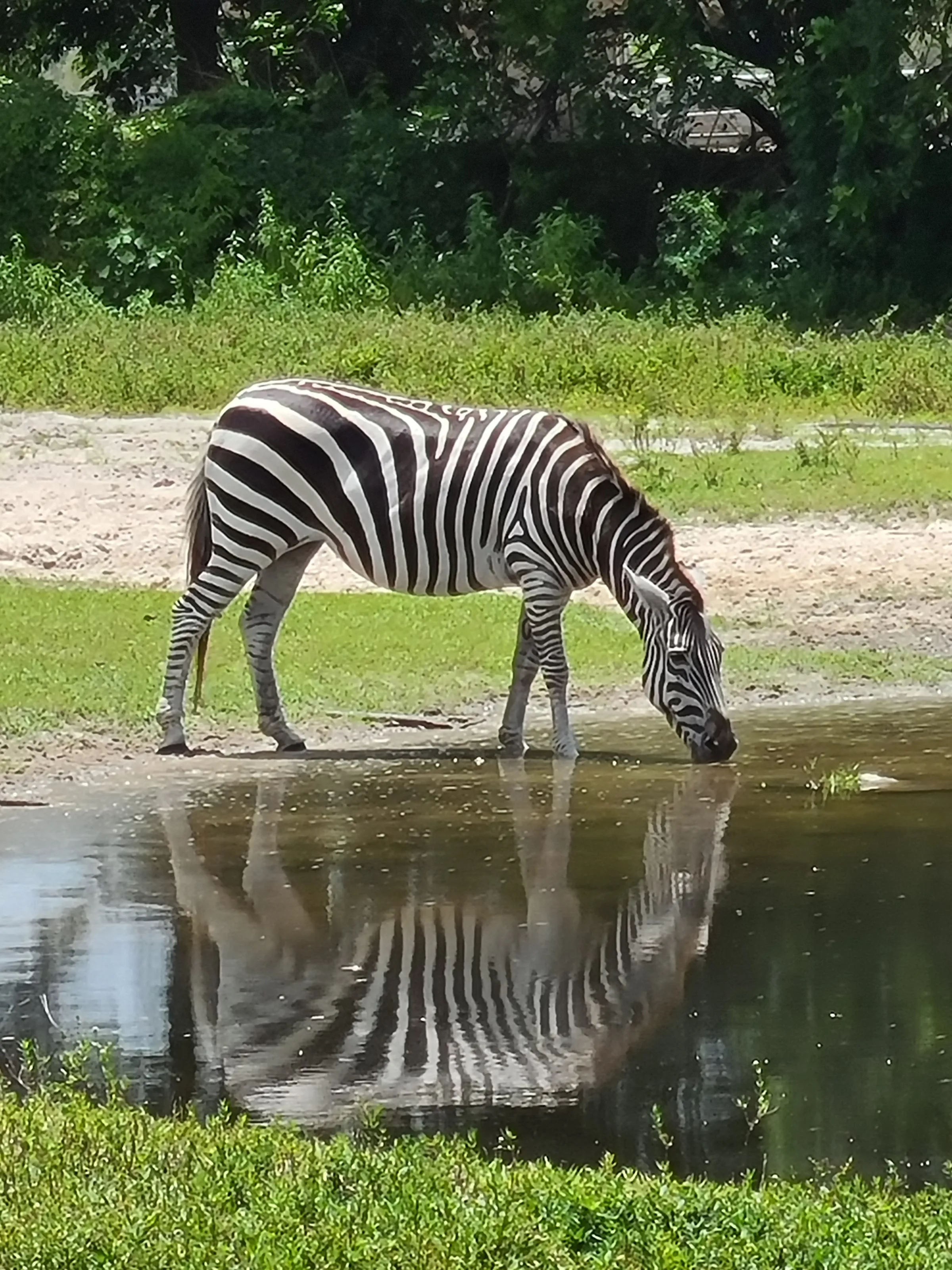 Reflection