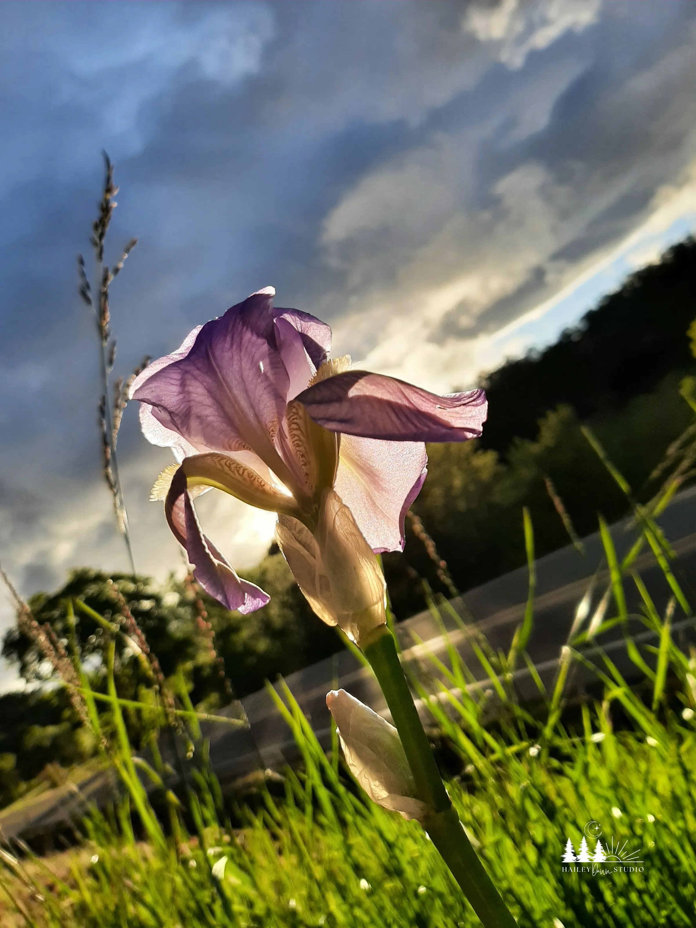 Iris in the Storm