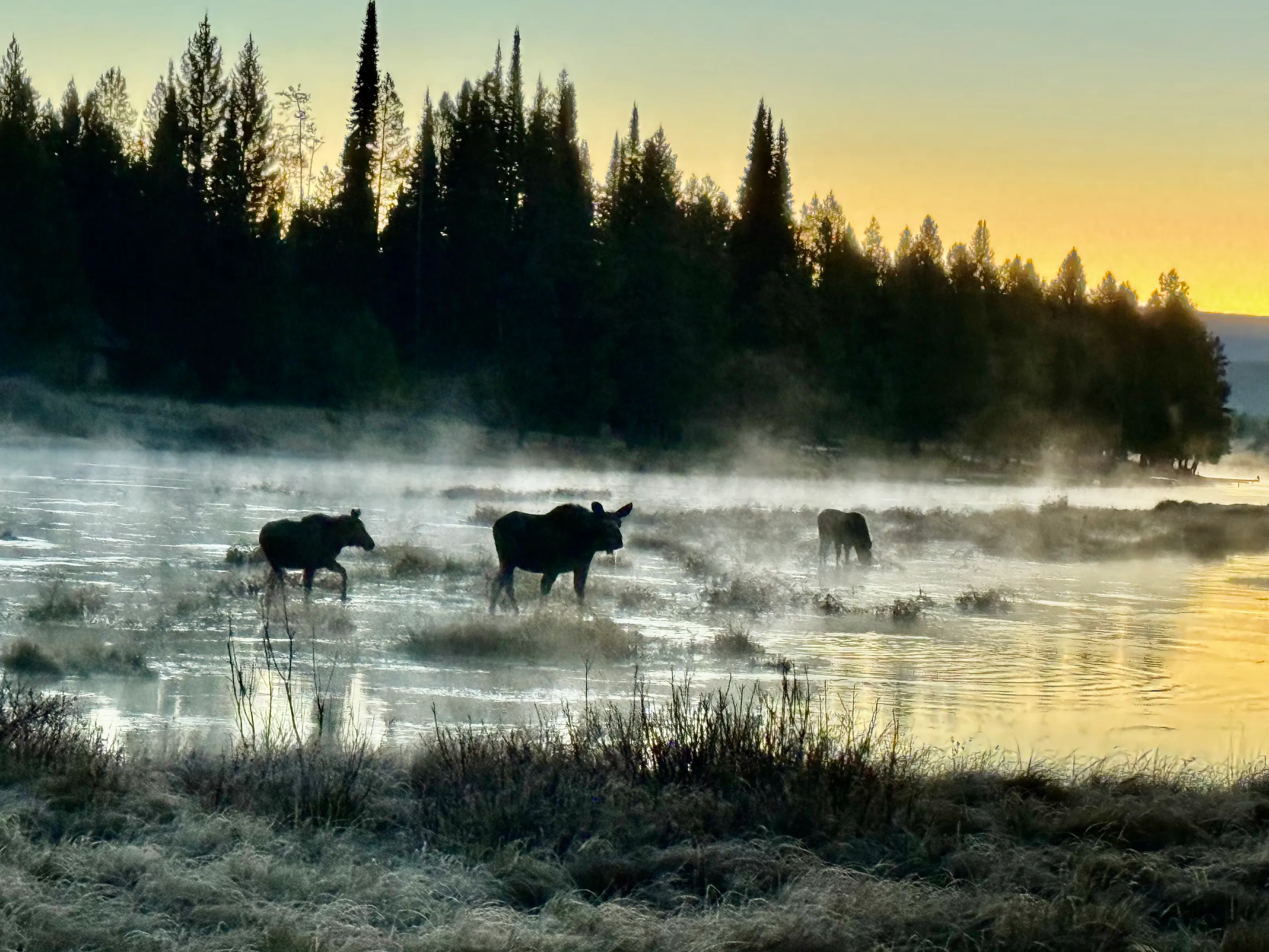 sunrise on the Henrys Fork of the Snake River in Idaho.