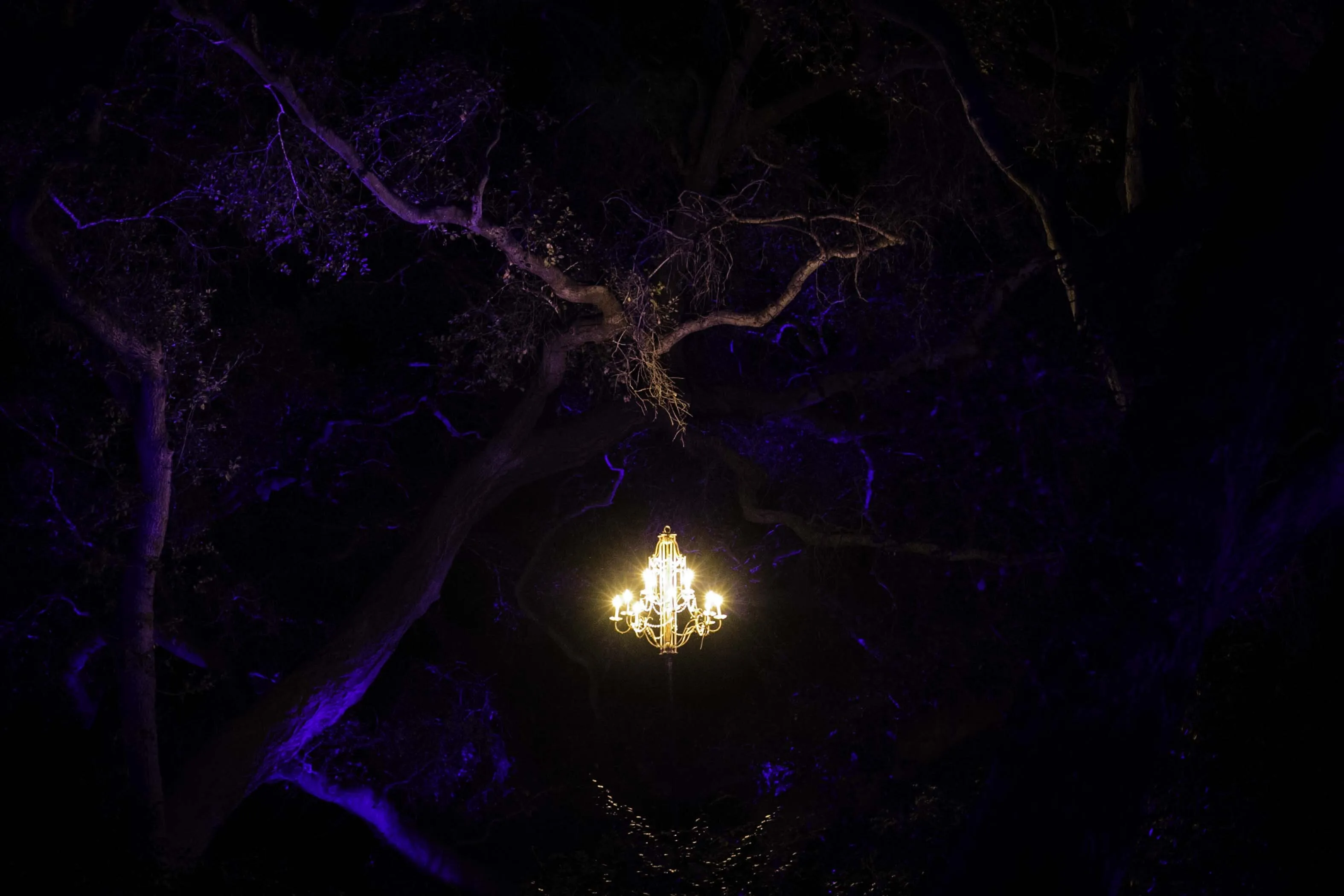 Enchanted Forest