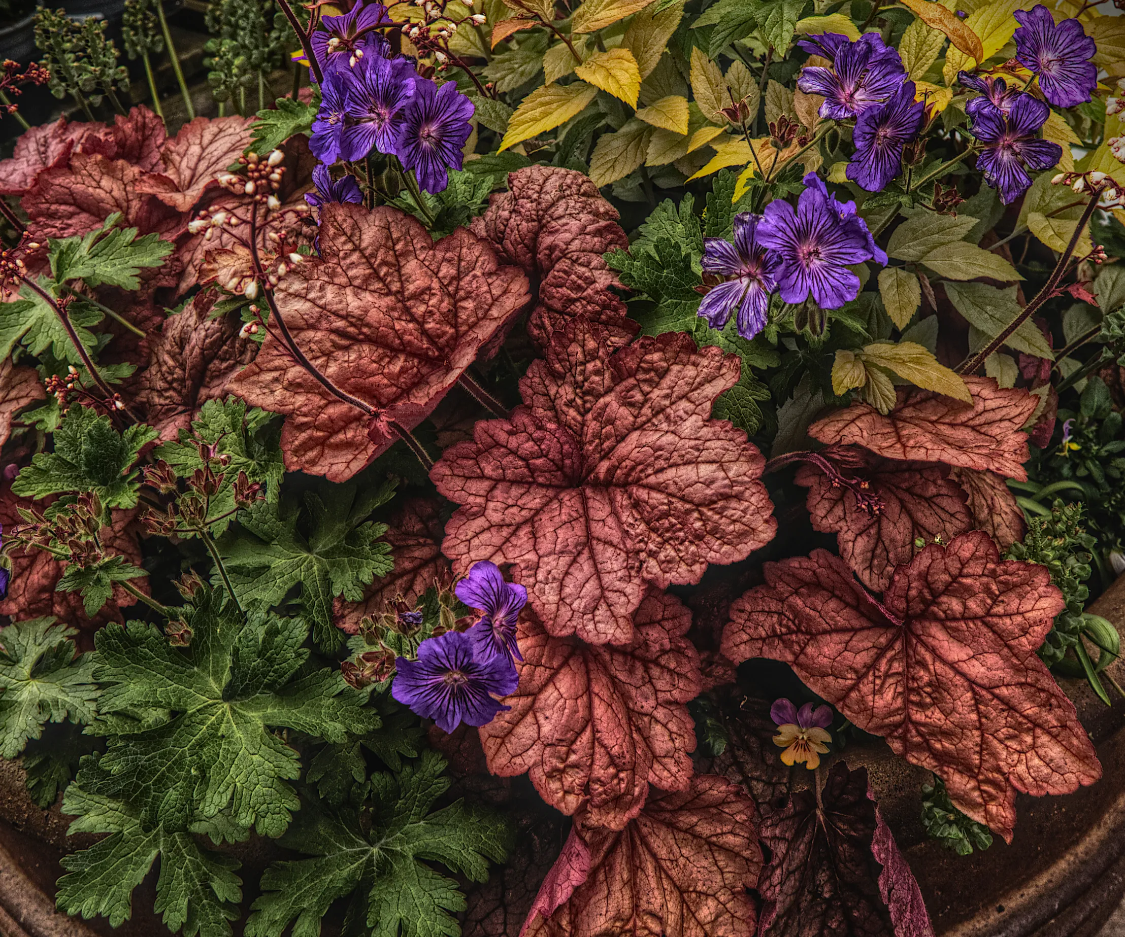 Little purple flowers