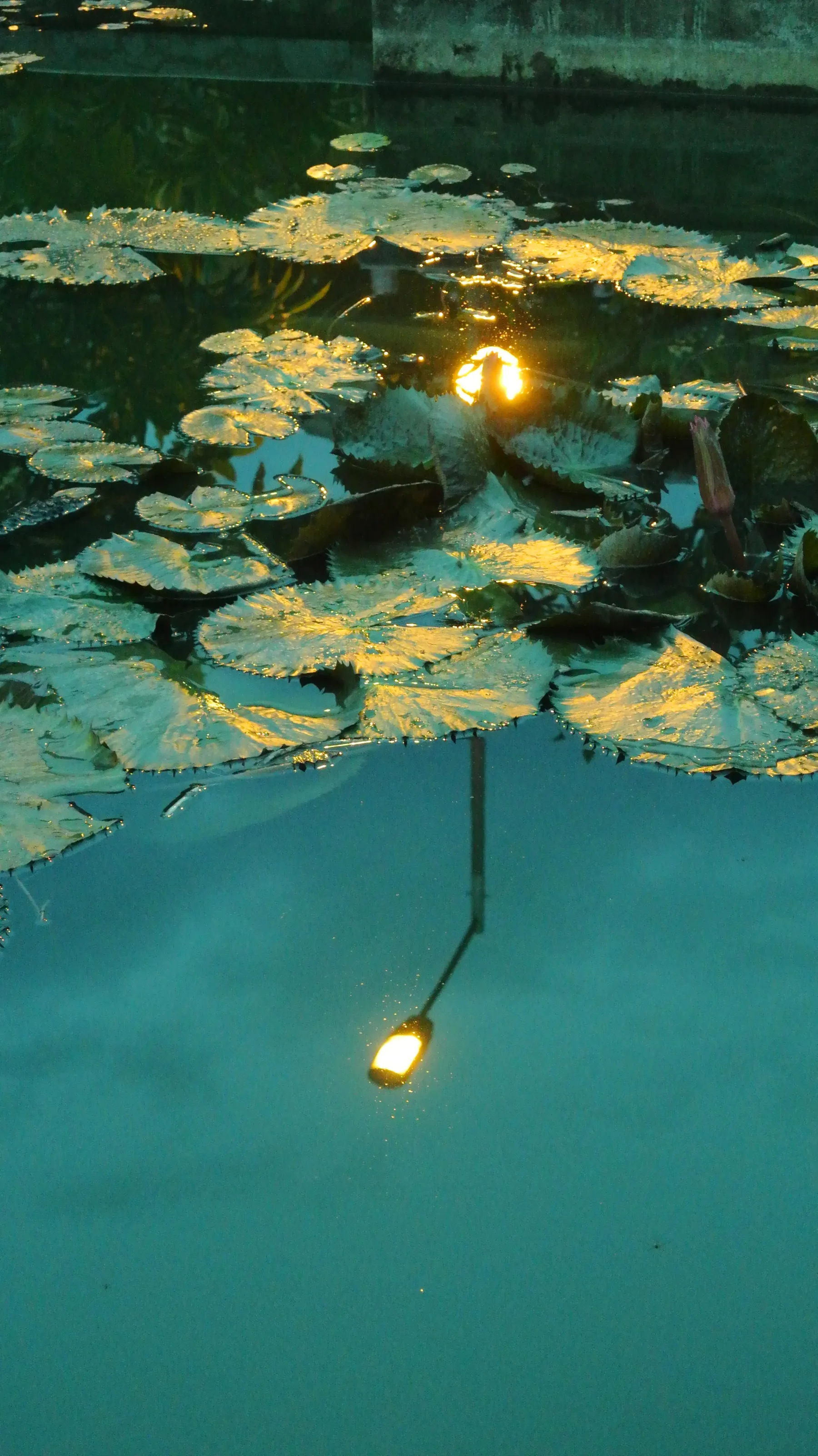 Echoes of Light