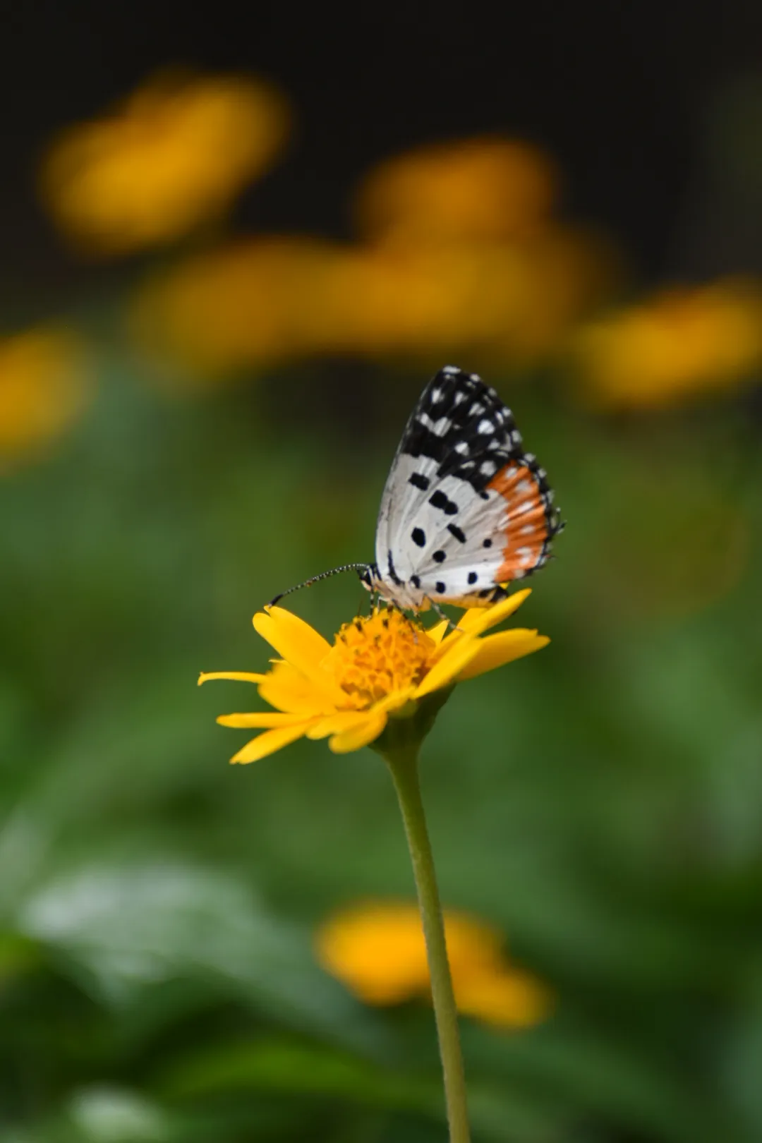 Golden Bloom with Butterfly Grace