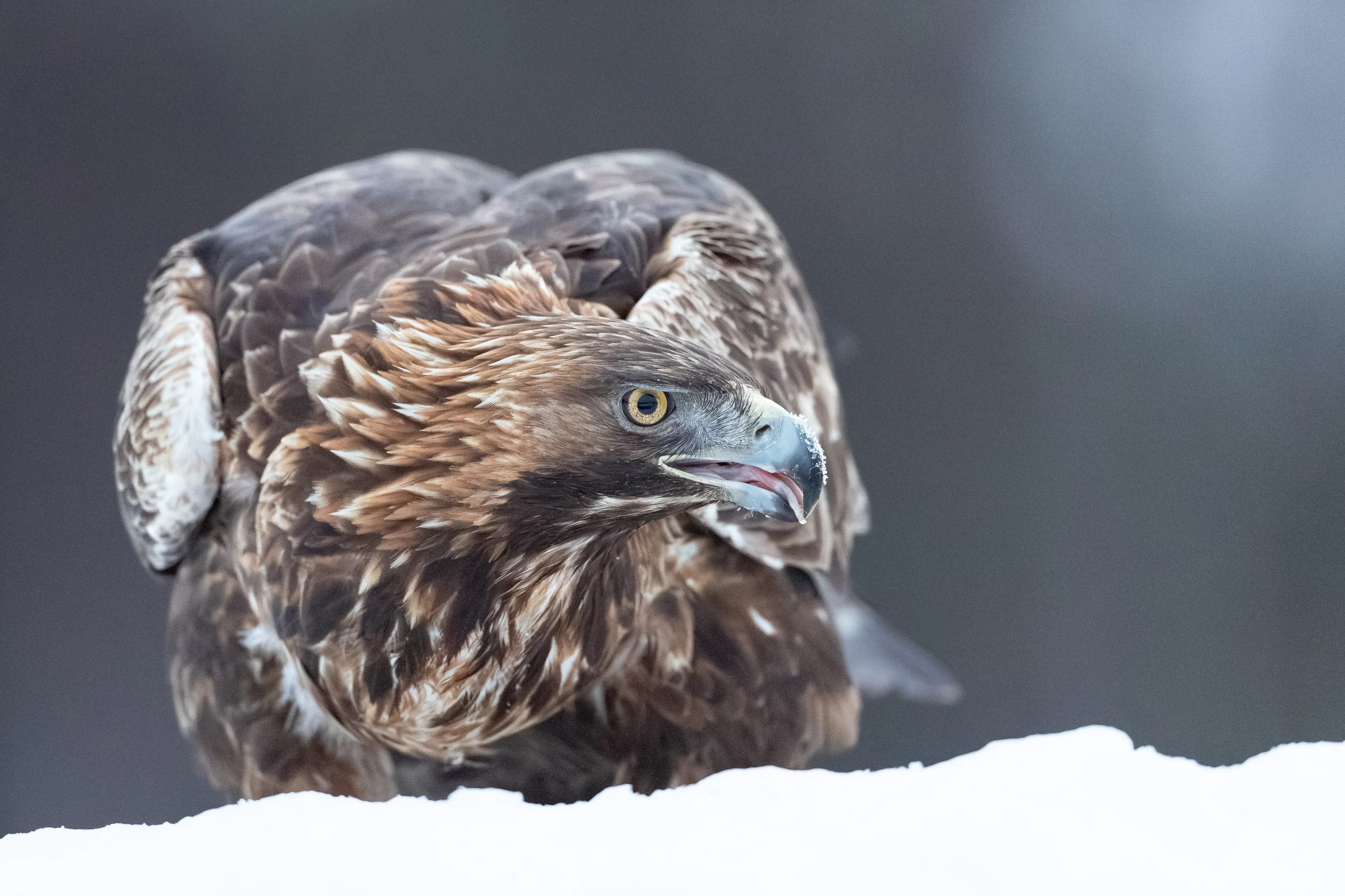 Closeup shot of Golden Eagle