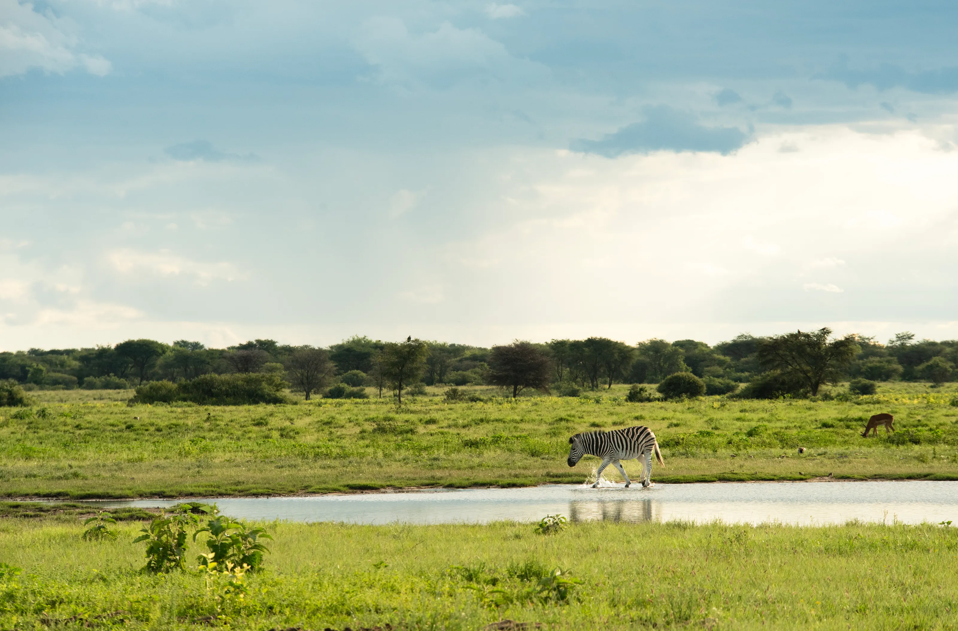 Zebra at the water hole