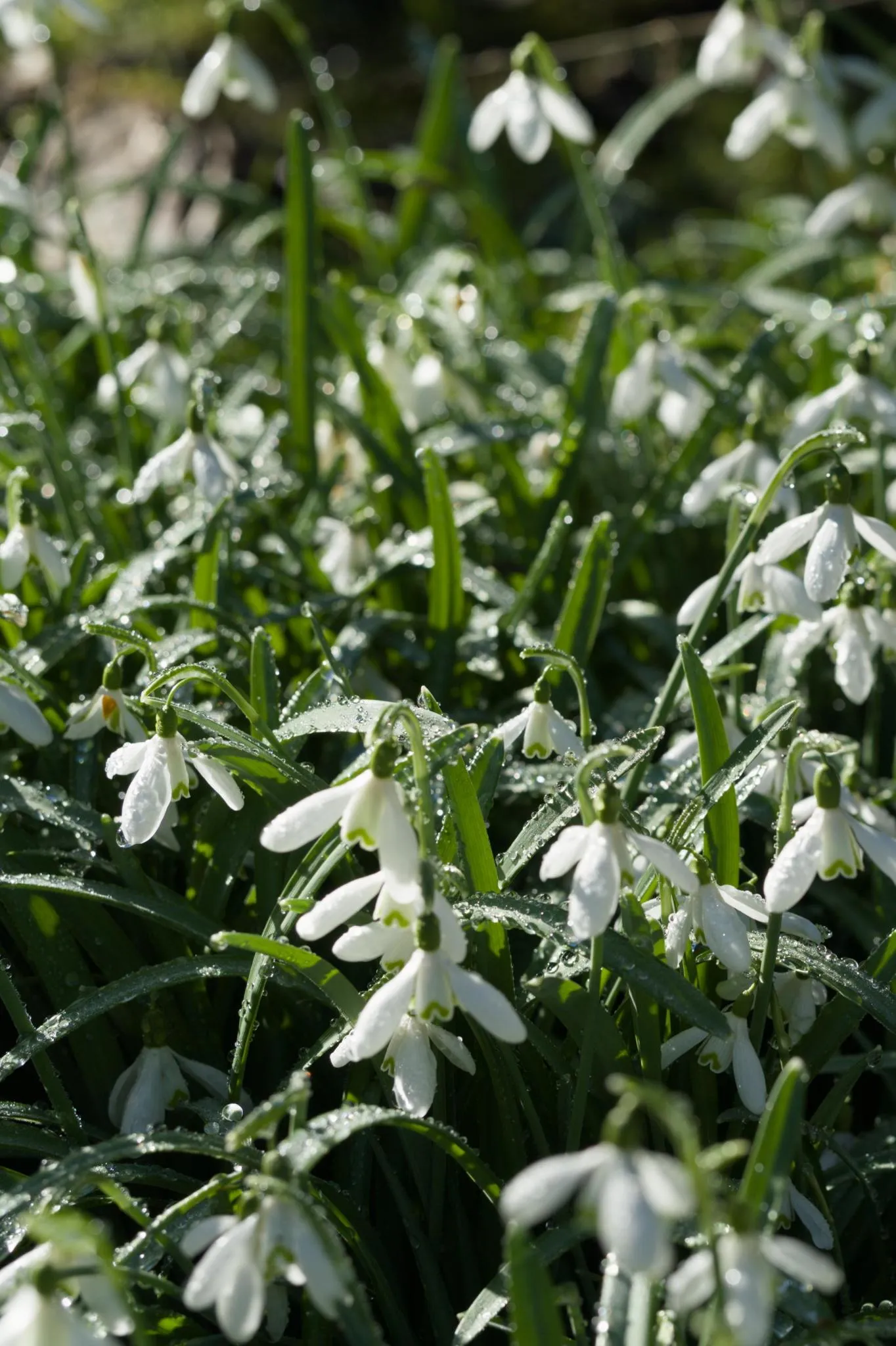 Snowdrops with drops