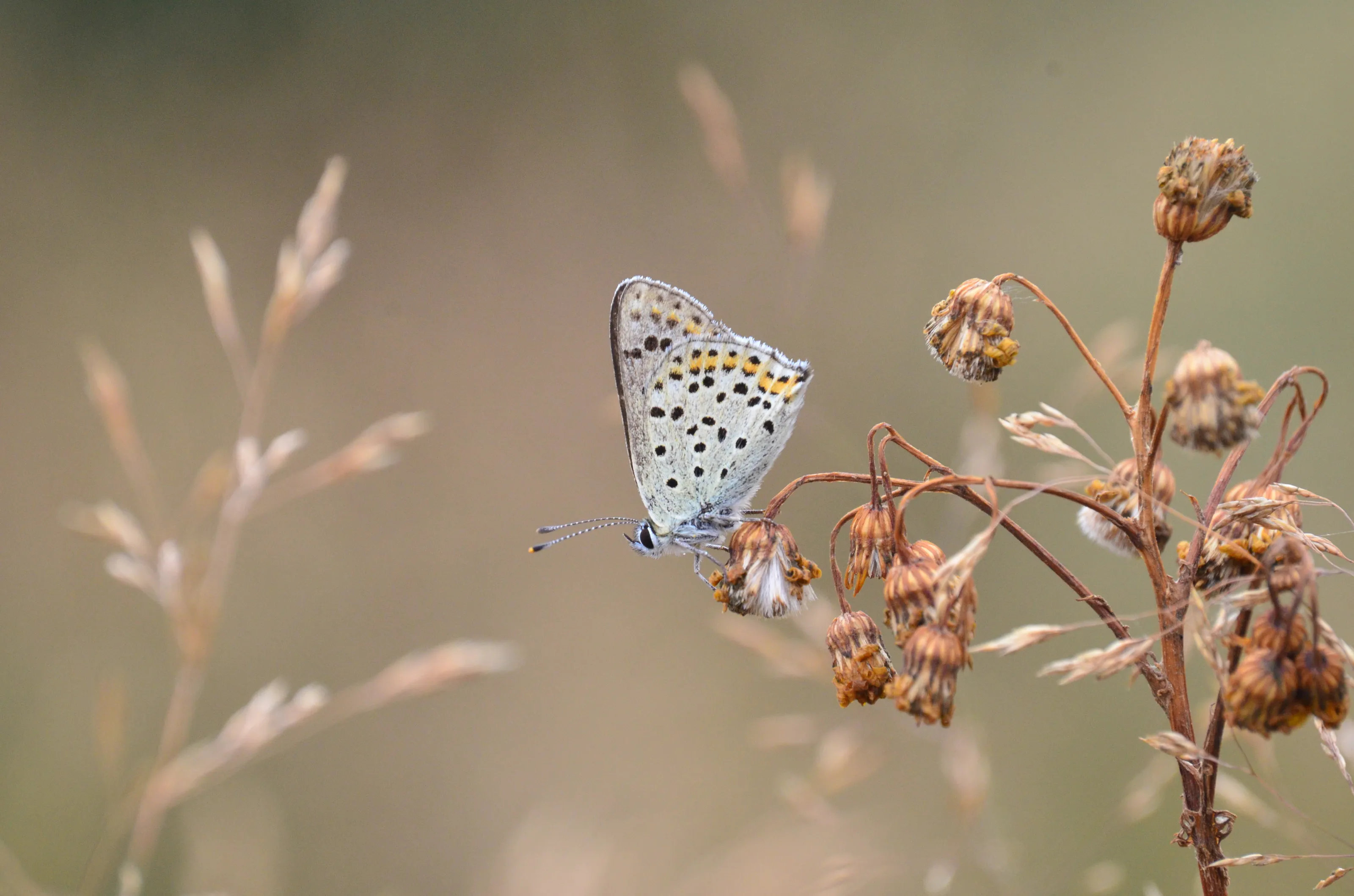 Morning blue