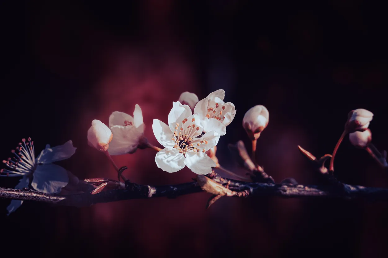 Dark spring