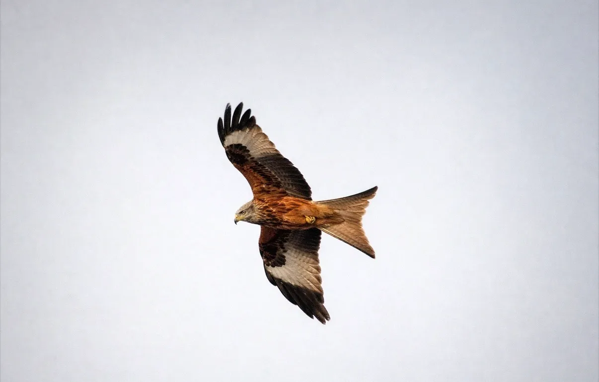 Red Kite spotted on the A64