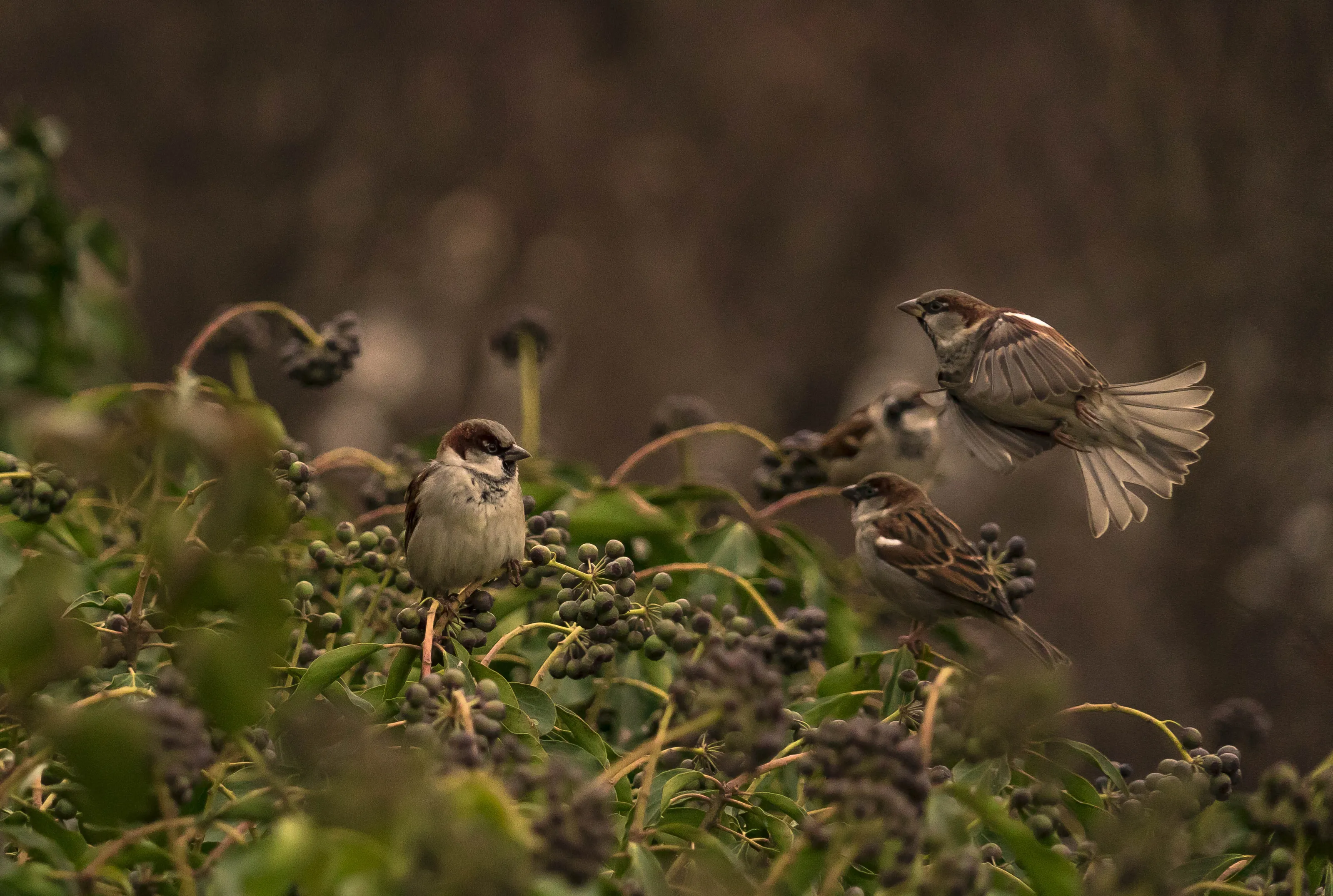 Like a Sparrow