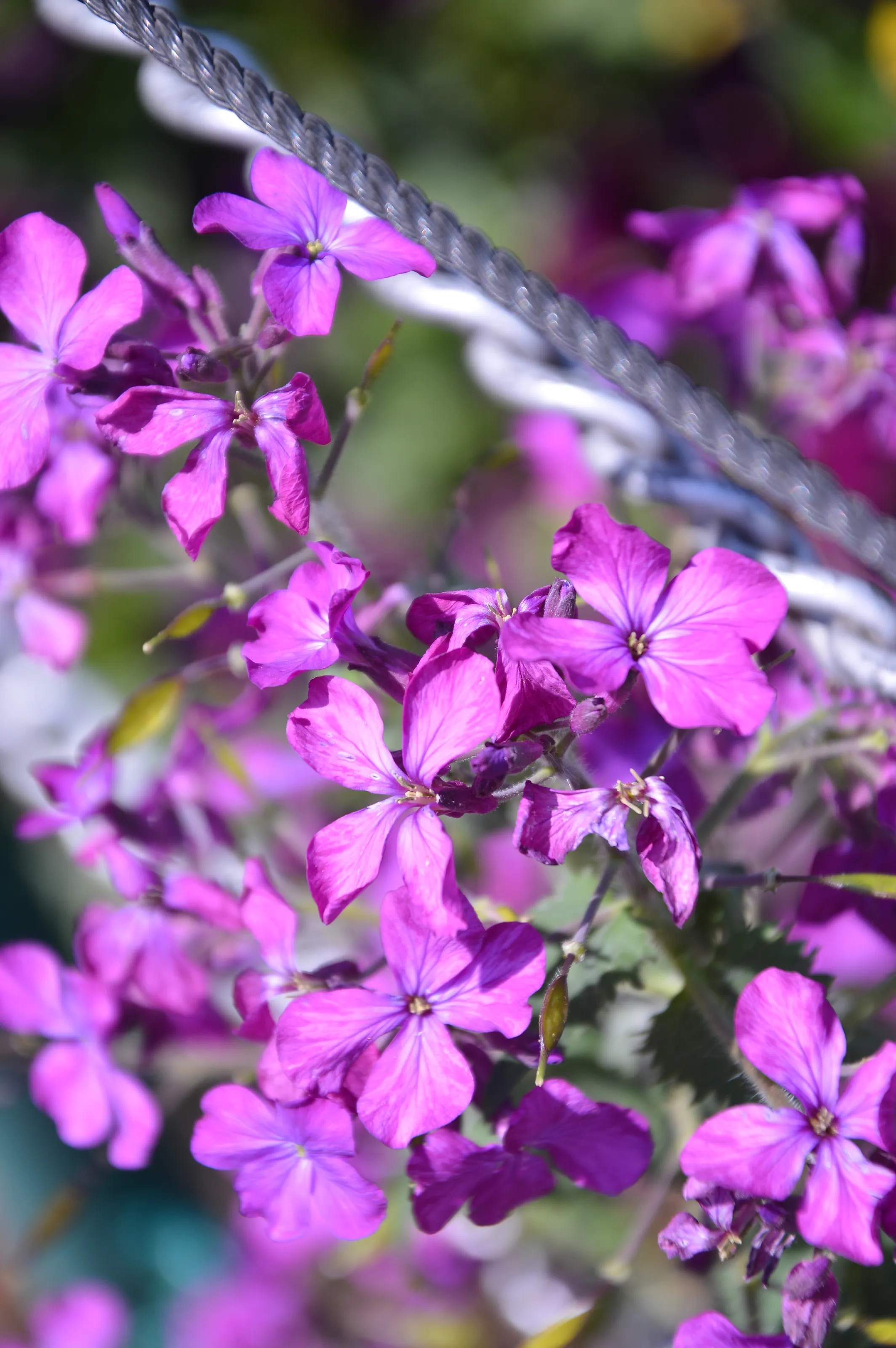 Whispers of Spring