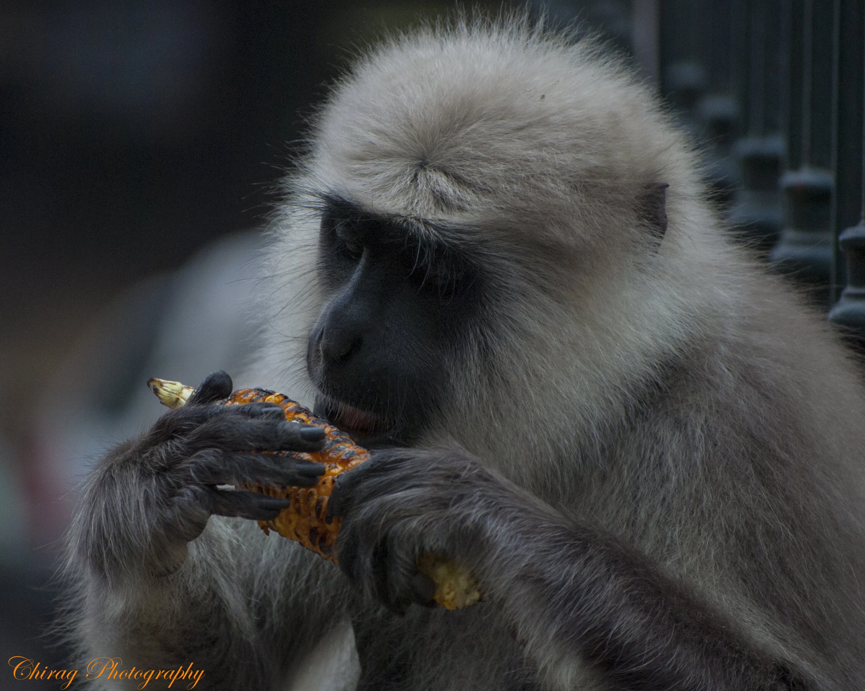 Hungry