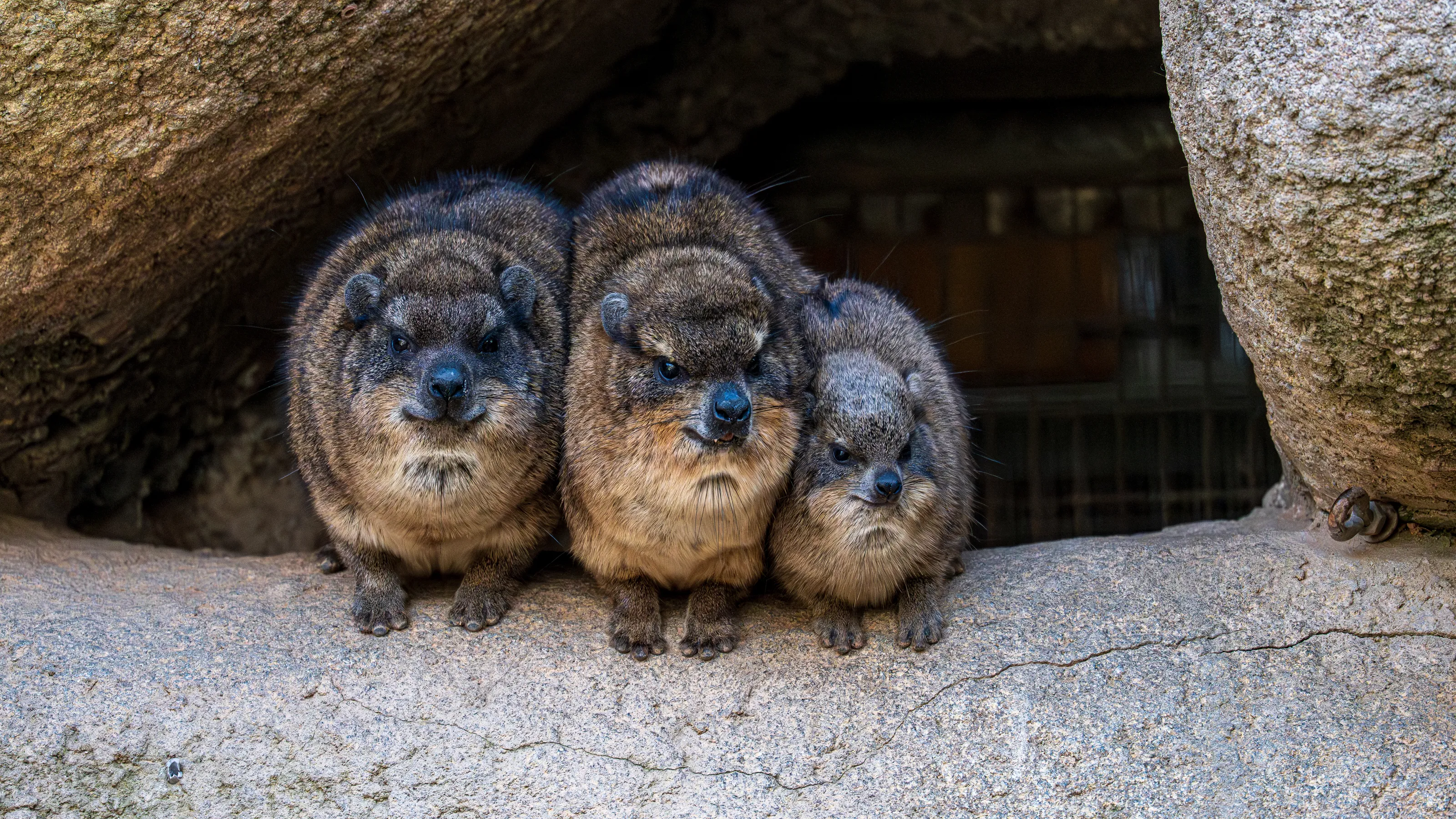 Animals in Zoos