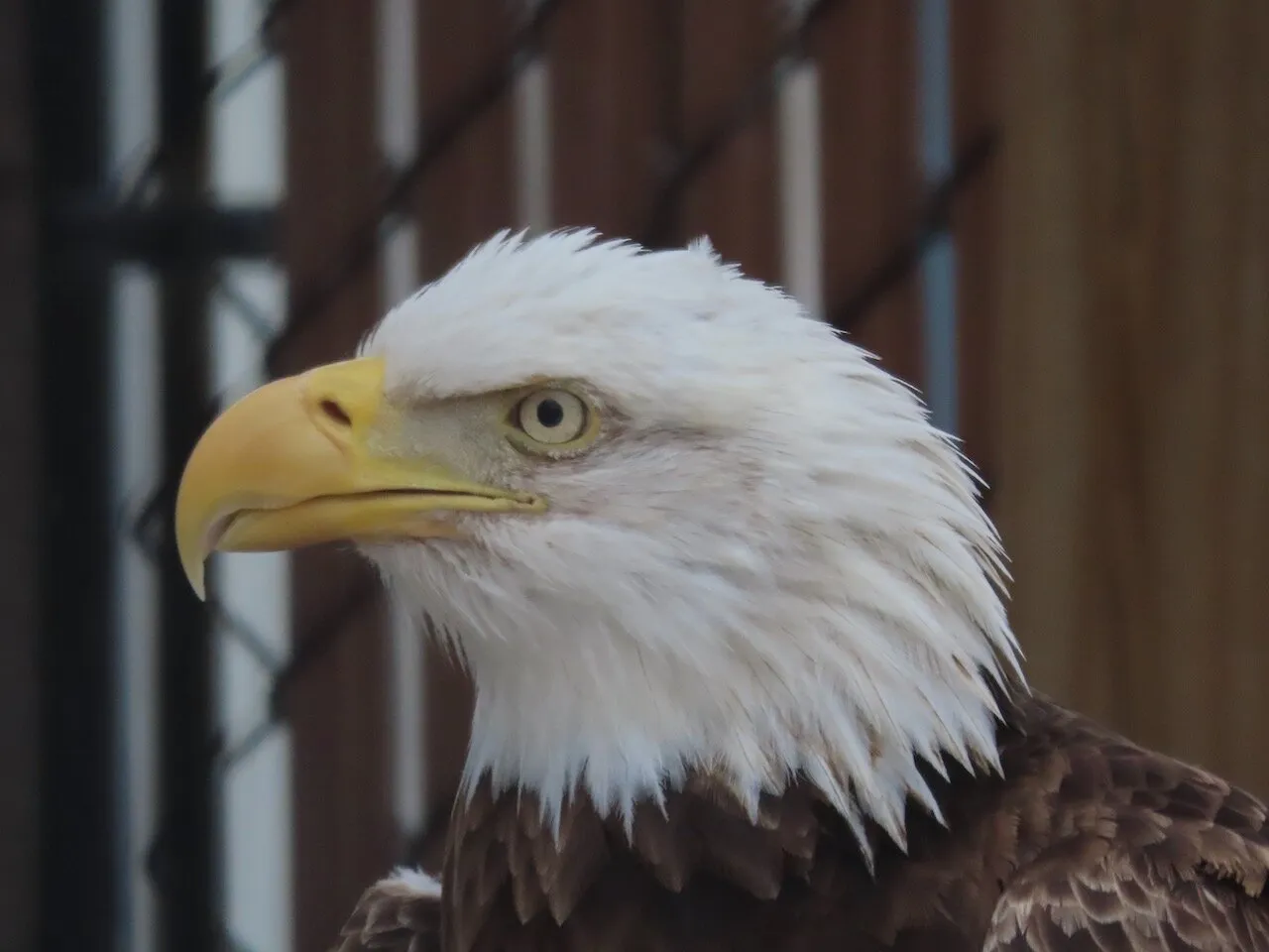 Birds of Prey (in colour)