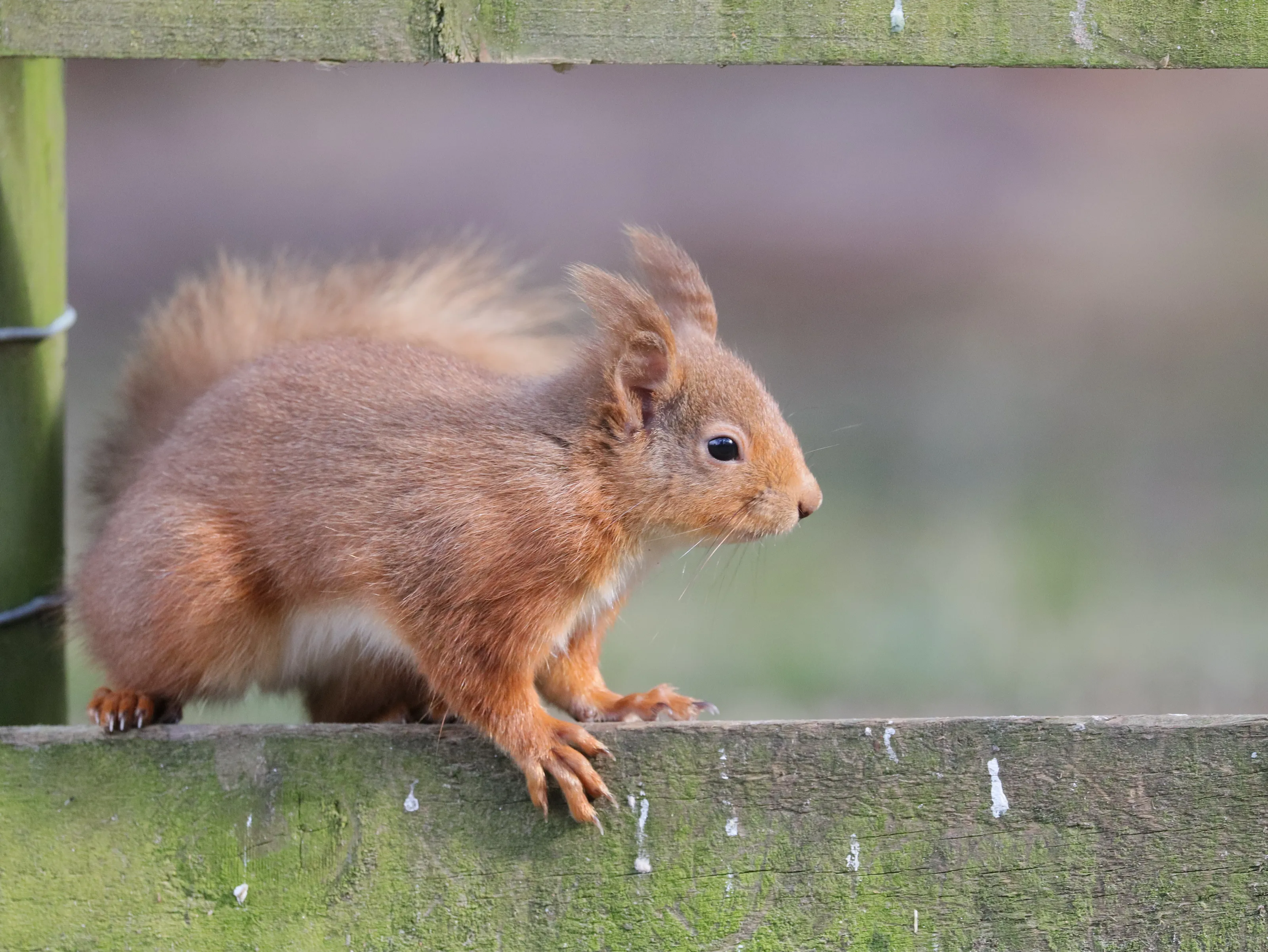 Squirrels