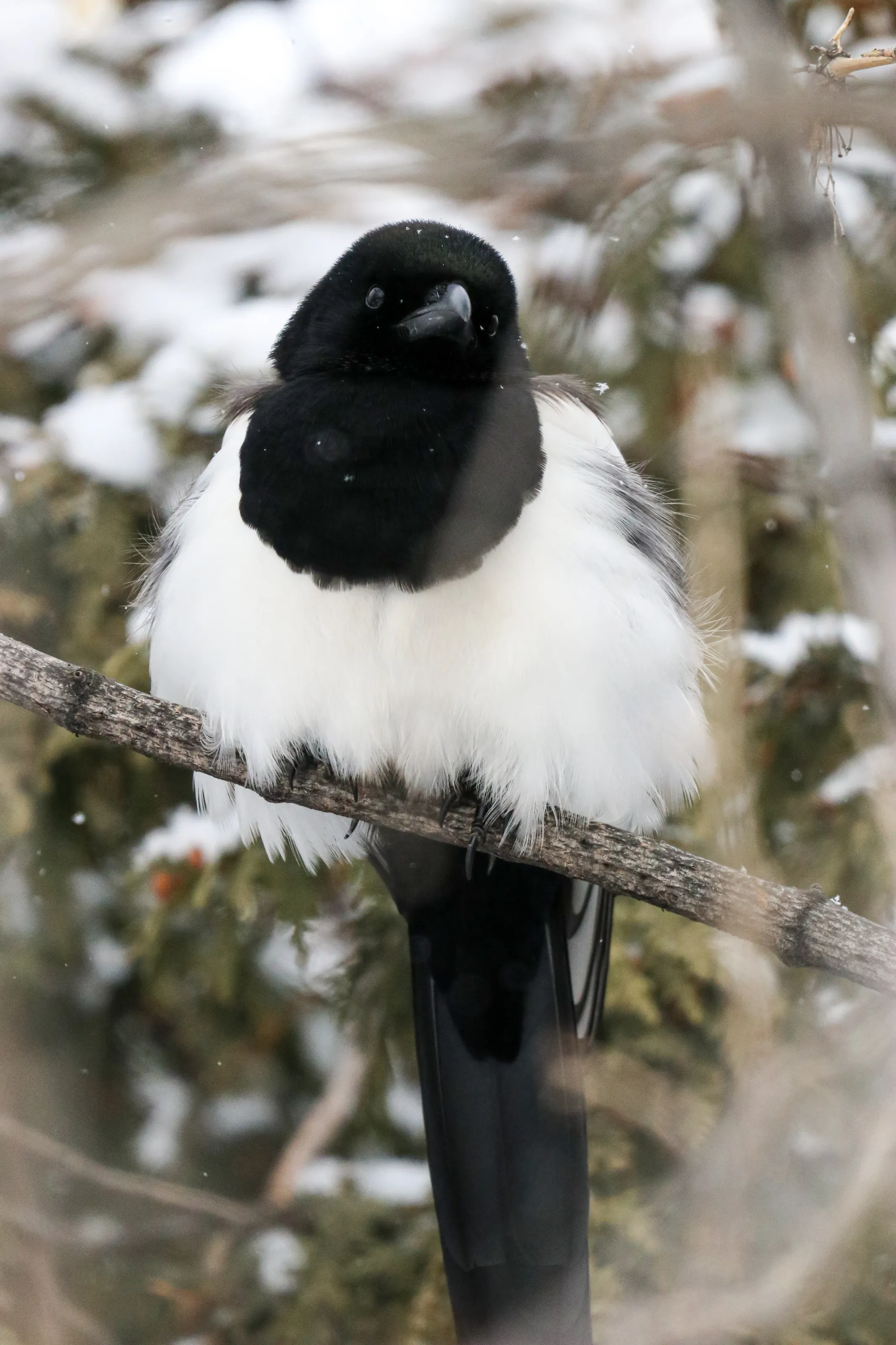 Magpie in the Snow Relaxed in a Tree