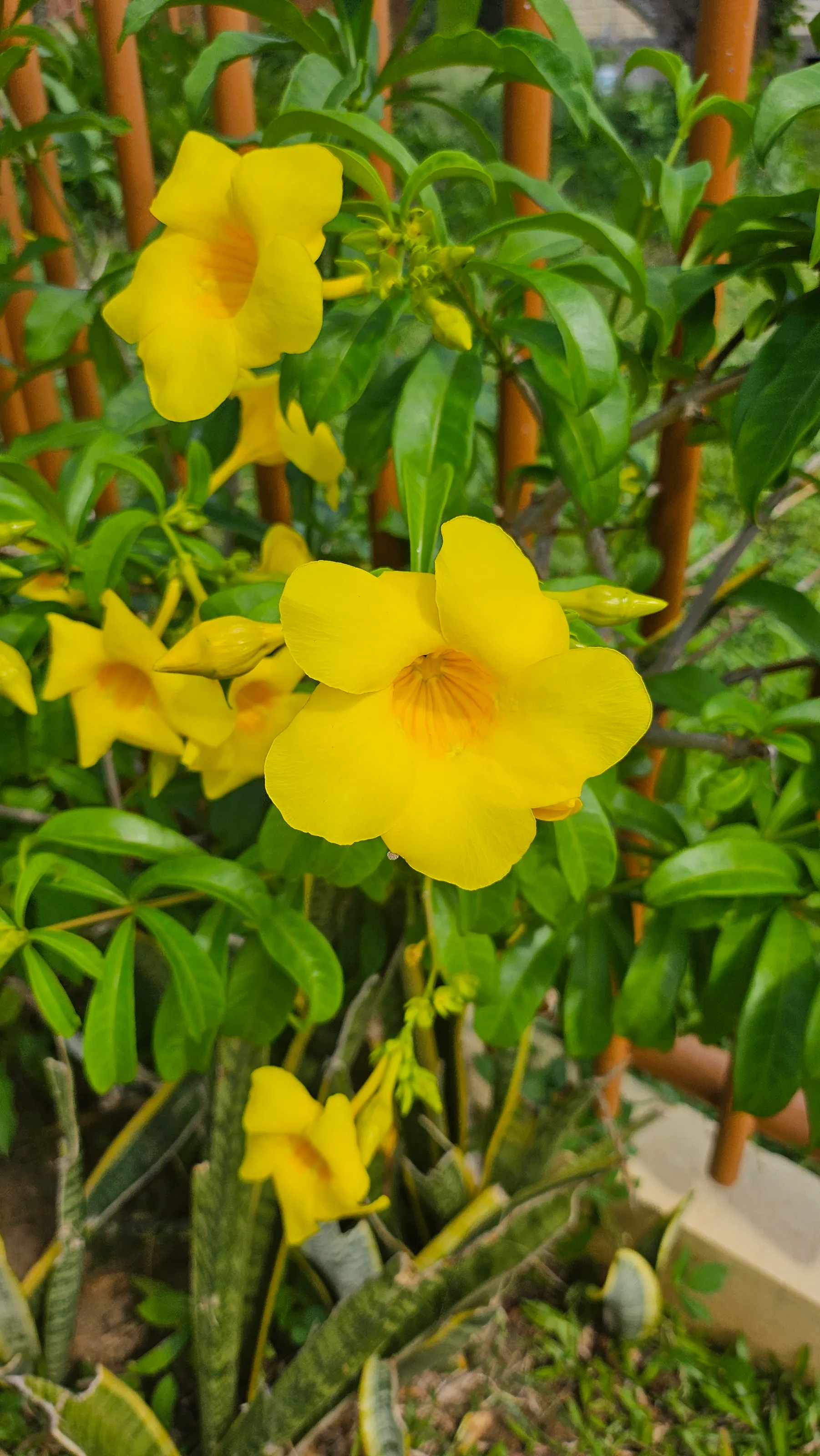 Tropical Yellow Bell
