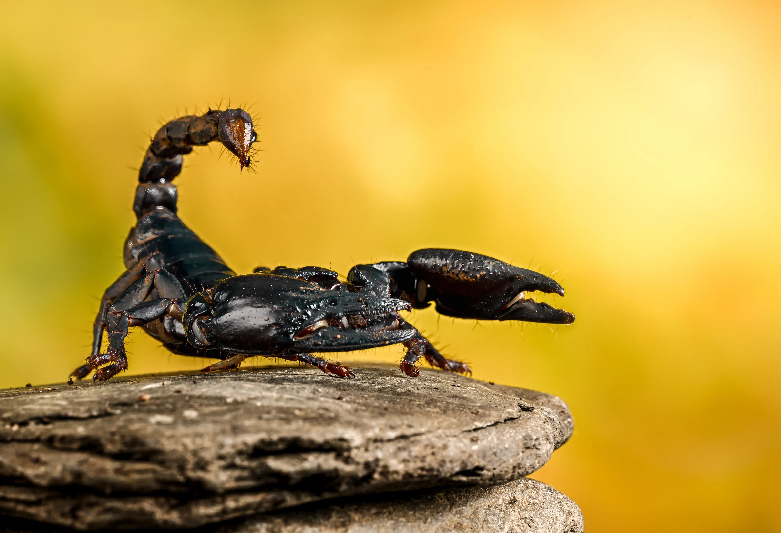Scorpions