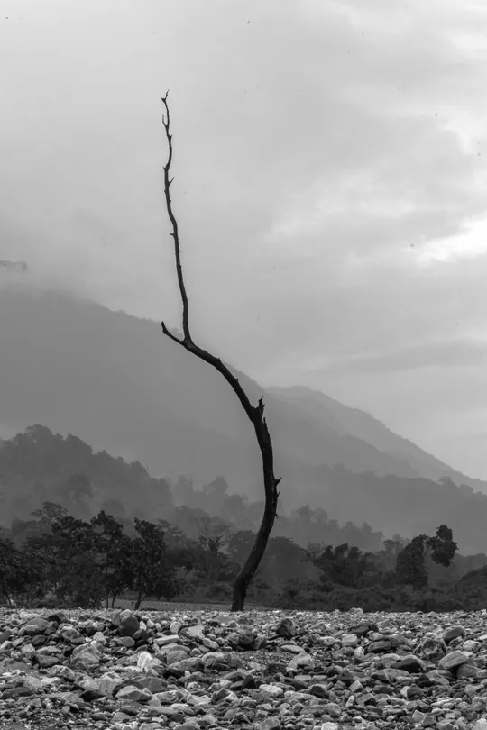Dead tree standing