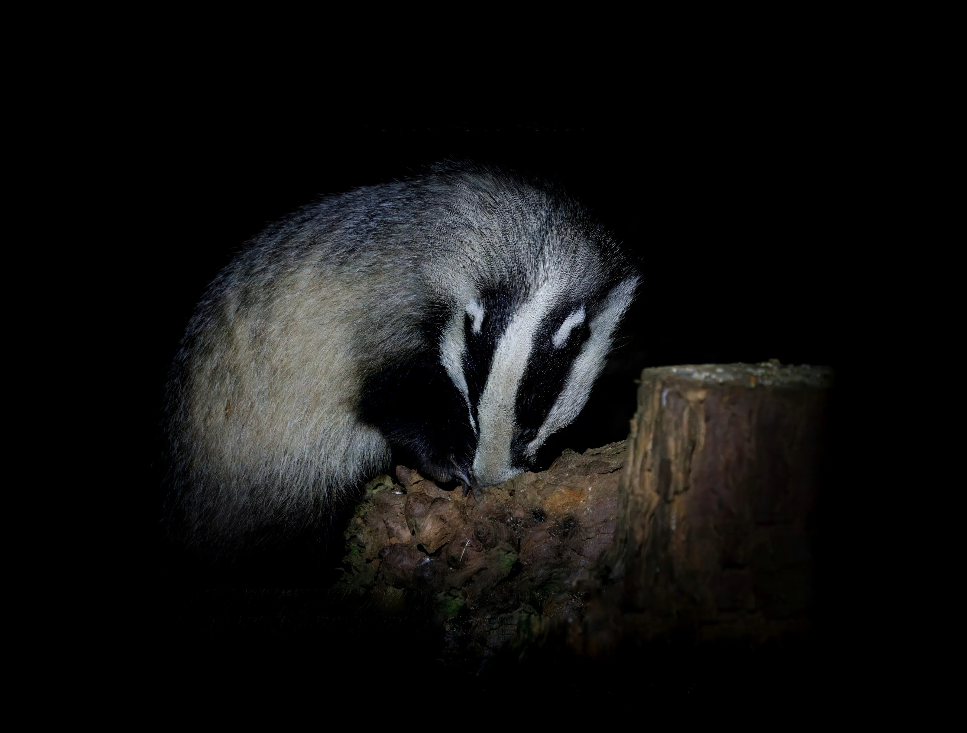 Animals at Night in the Dark