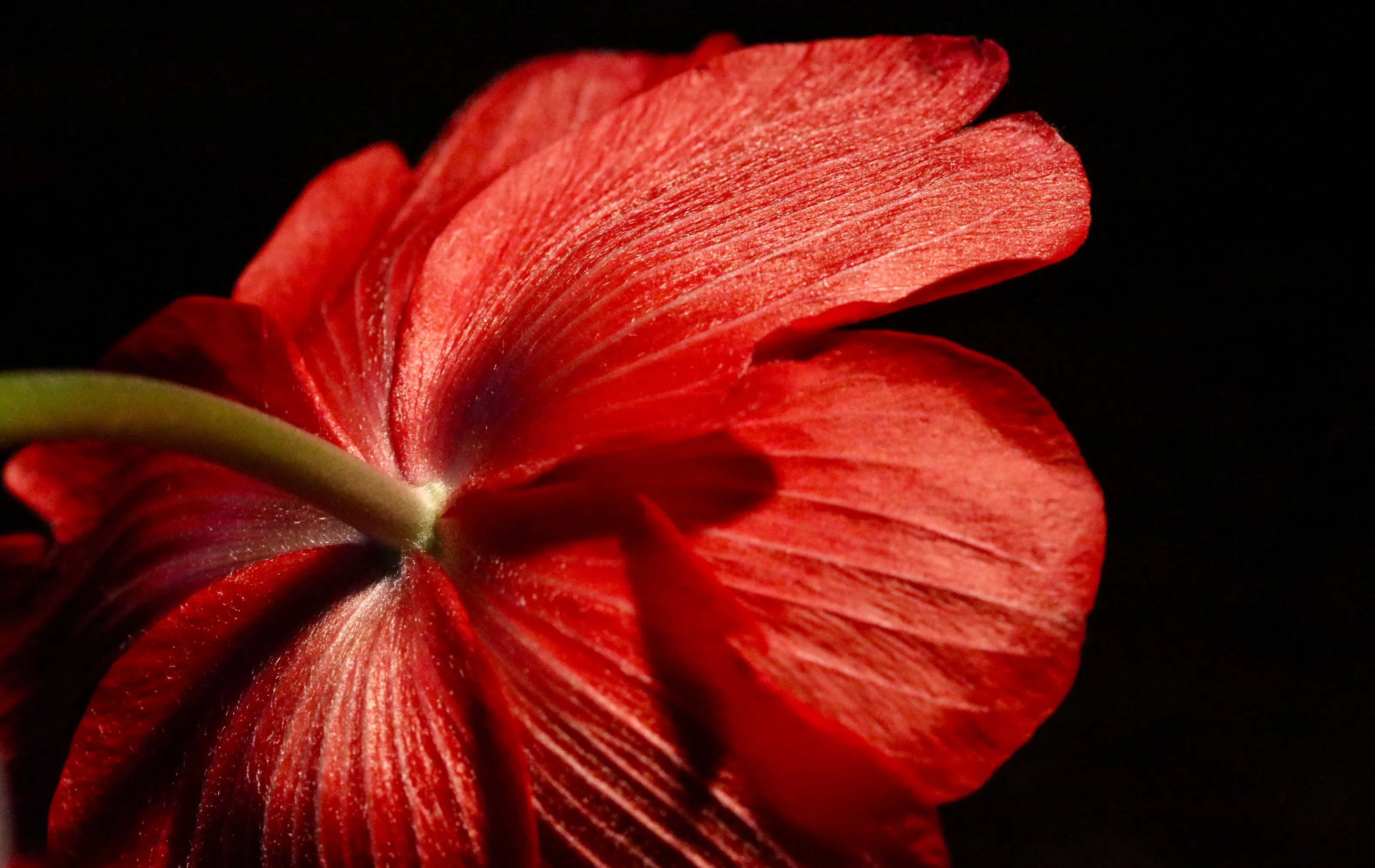 Anything Red (in colour)