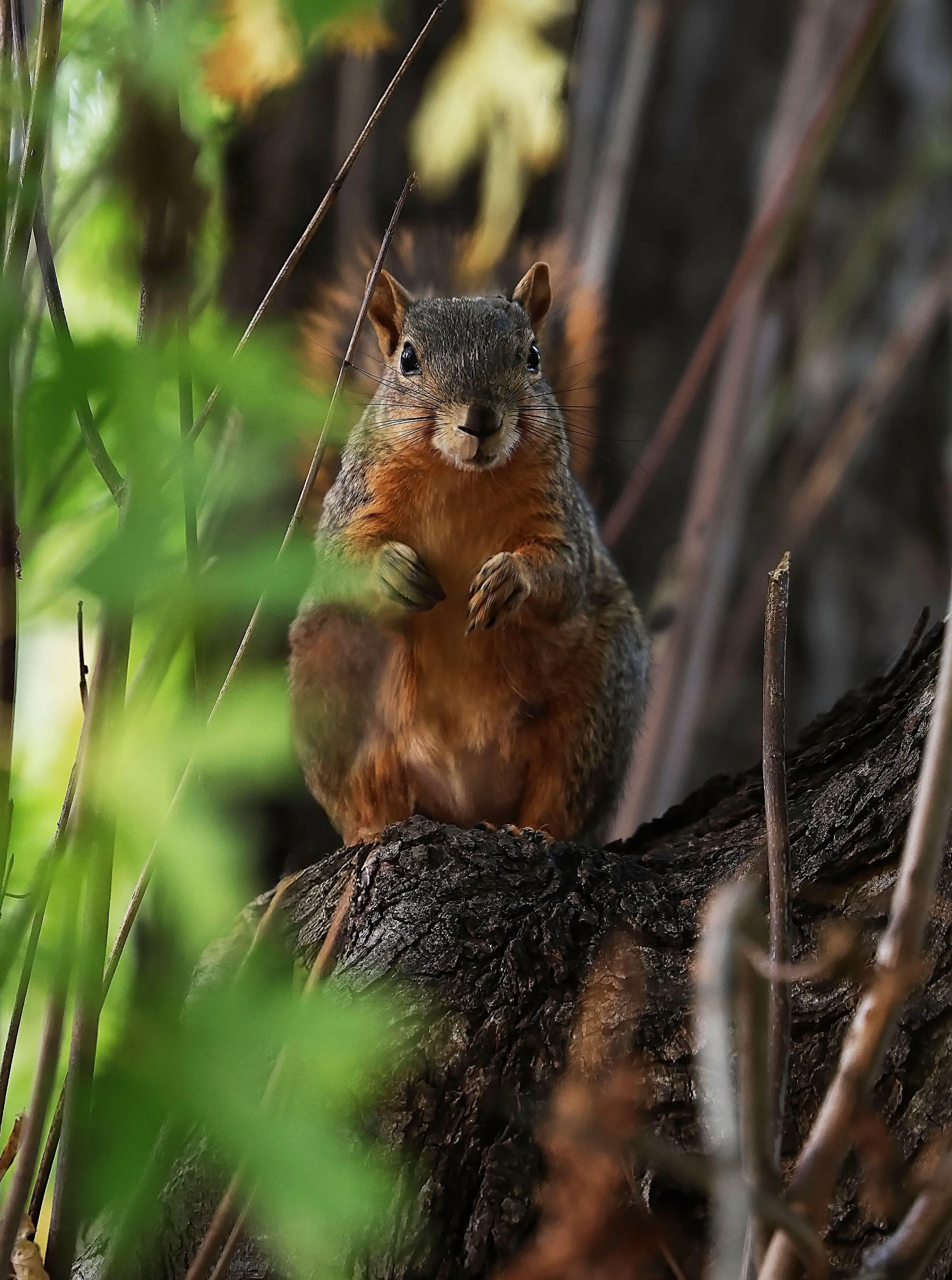 The squirrel in the tree