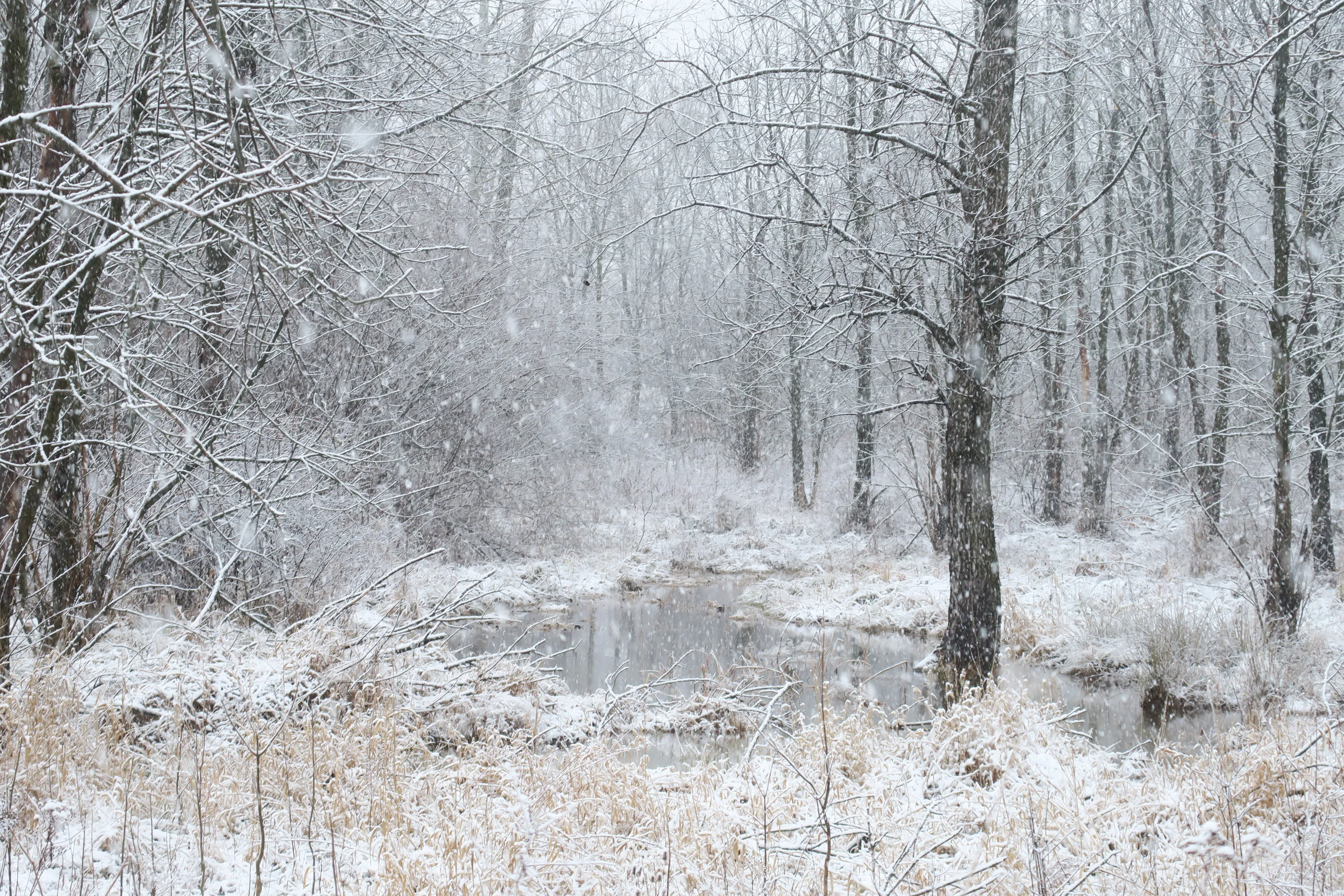 Winter Wonderland