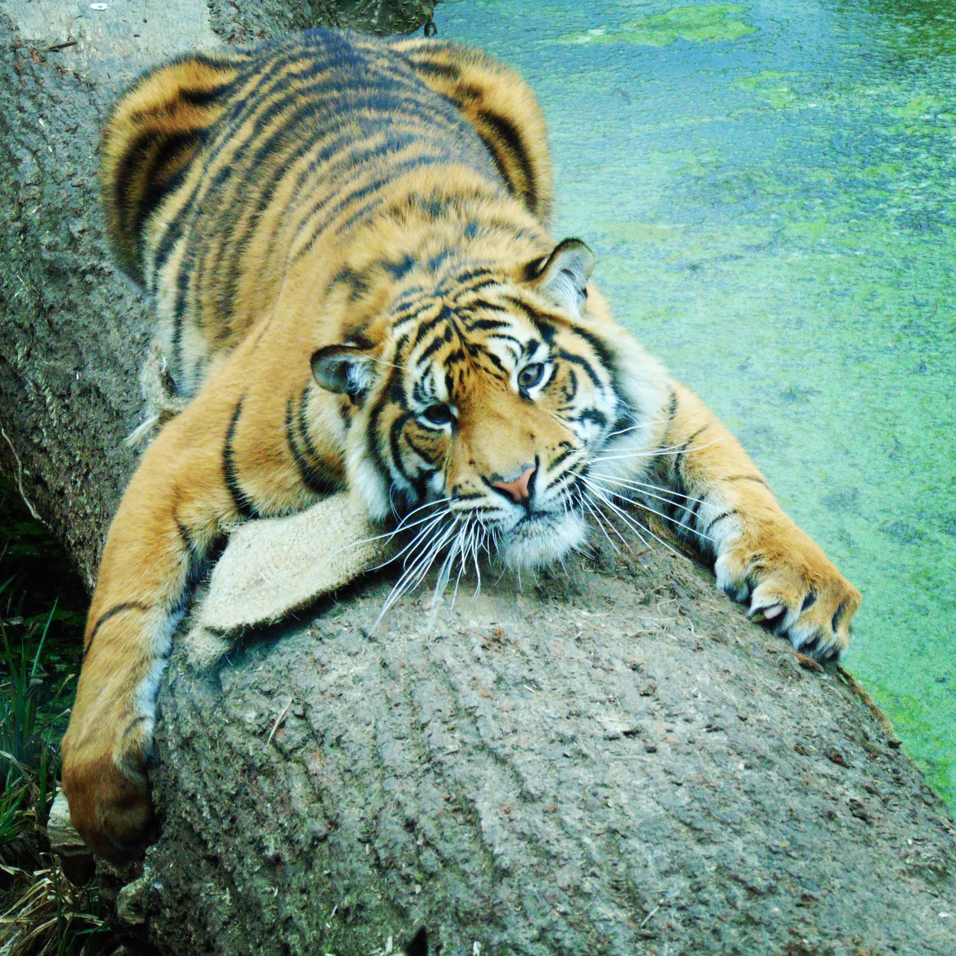 Sumartran tiger cub