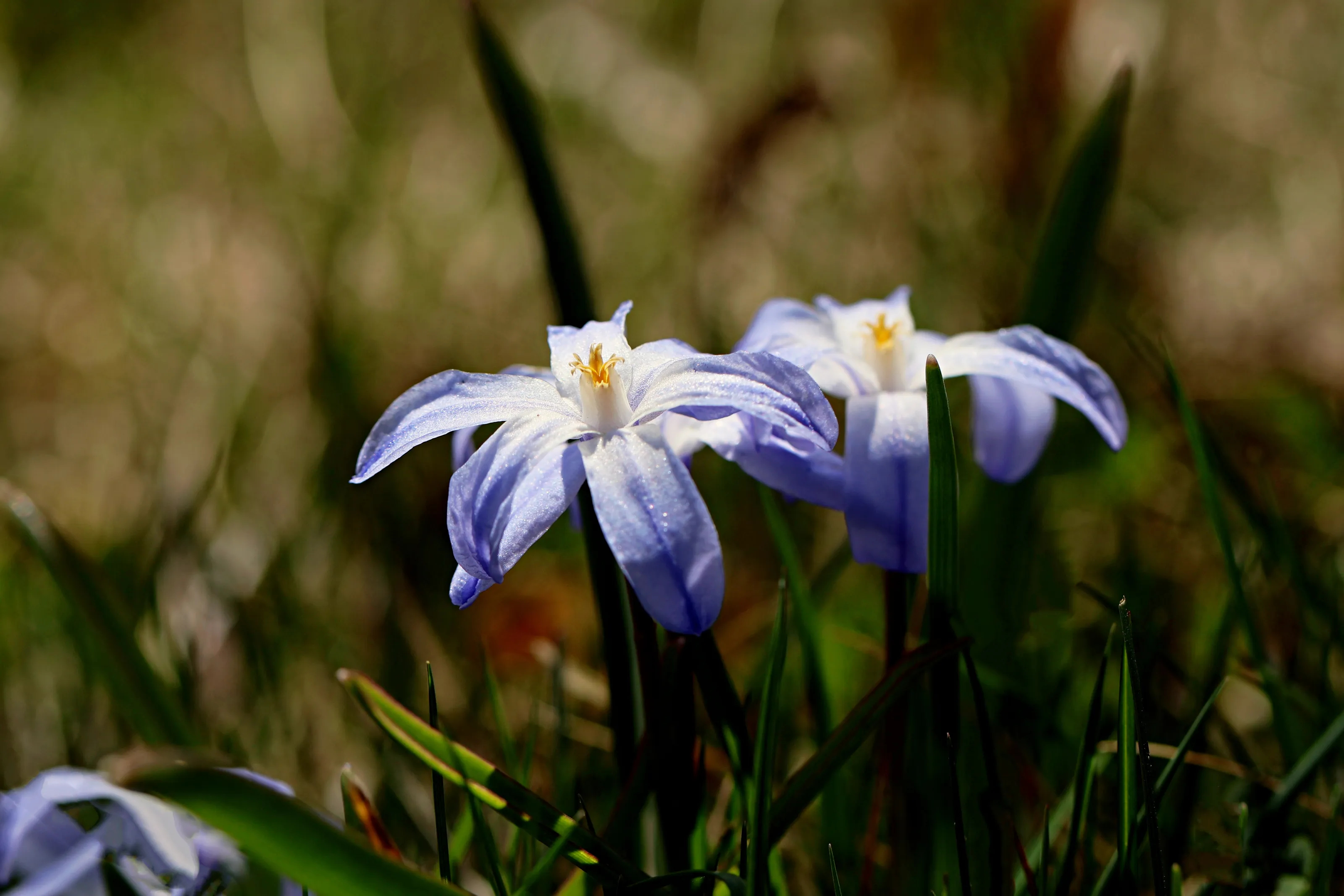 Flowers Growing Outdoors in Close-Up and Macro