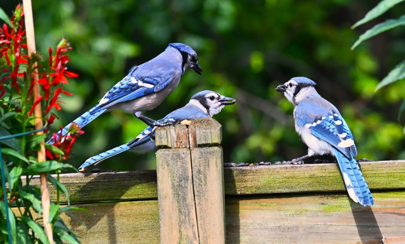 Jays