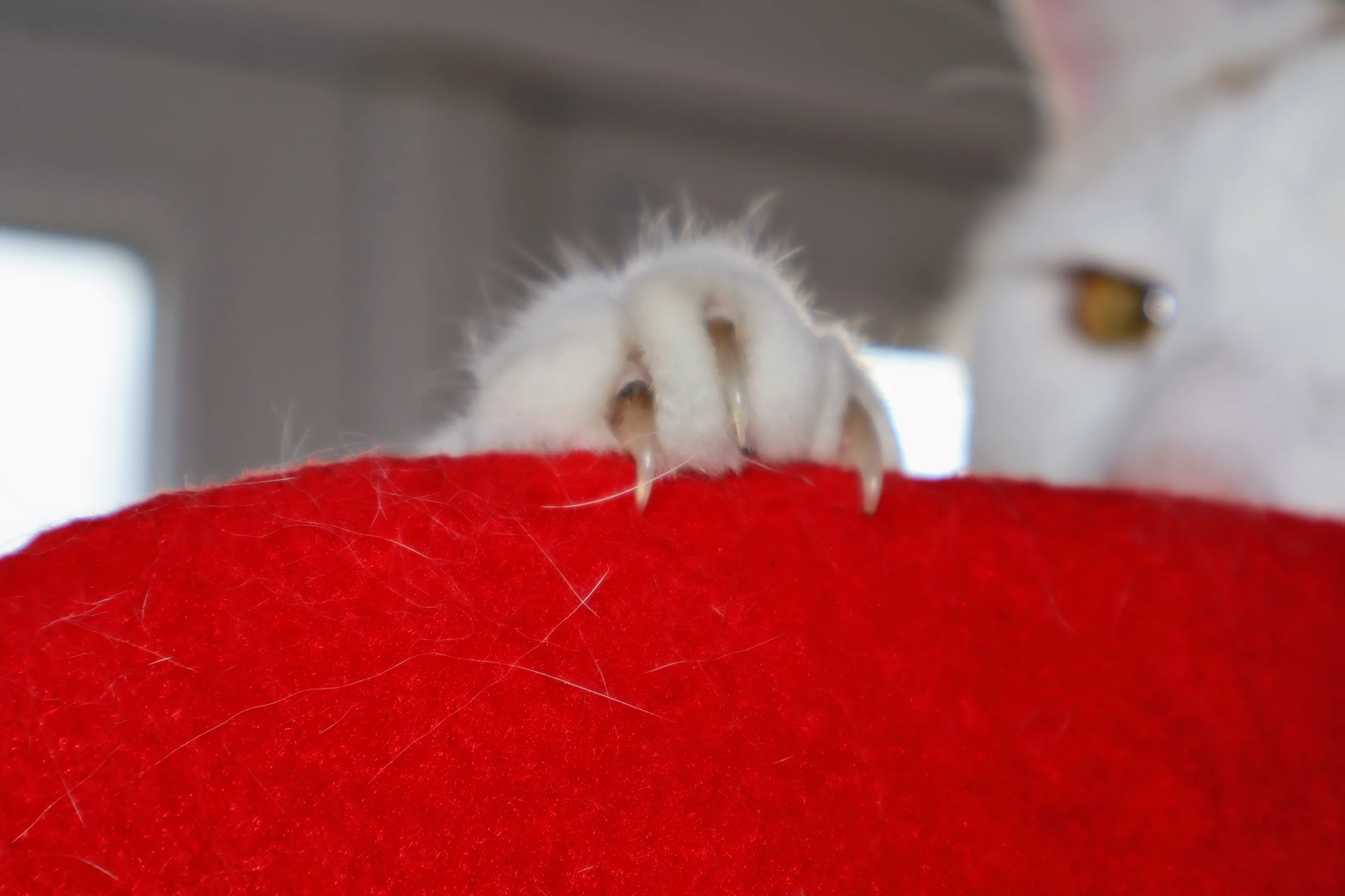 Focus on One Part of an Animal’s Body (in colour)