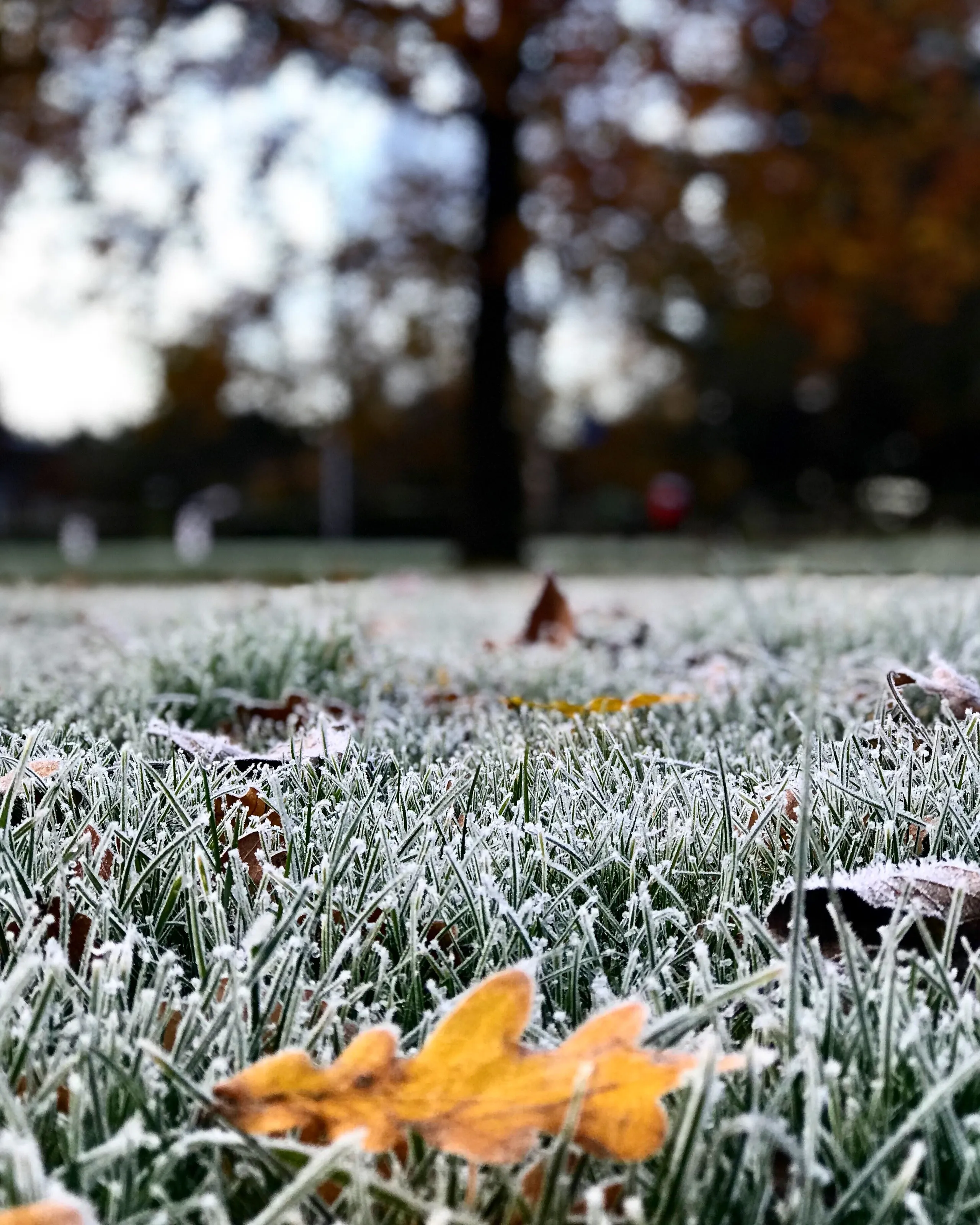 A frosty Saturday morning