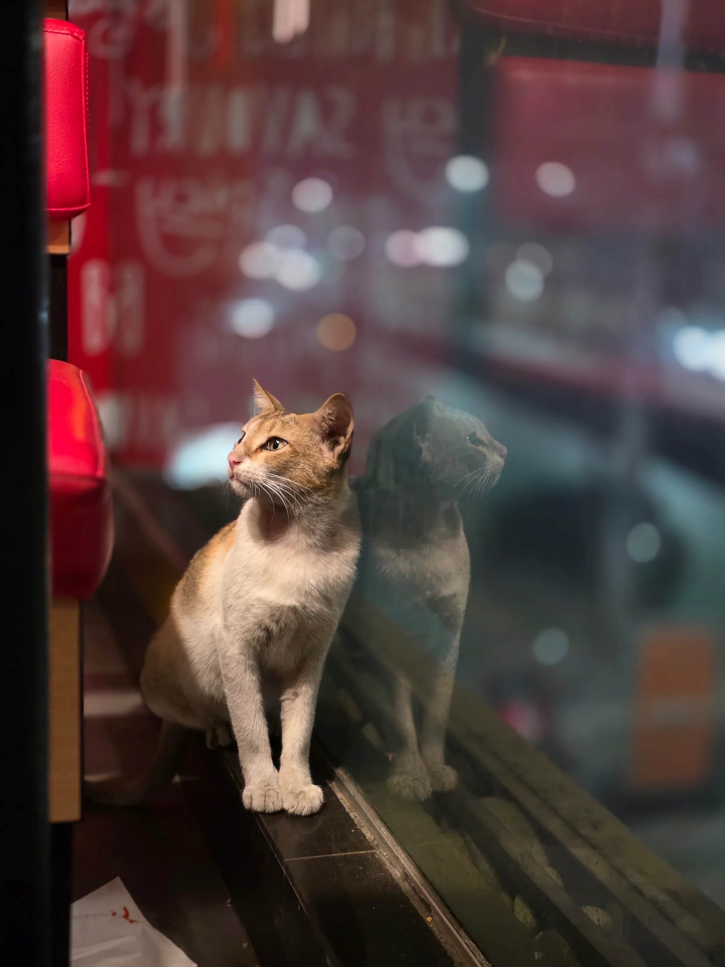 Cats look