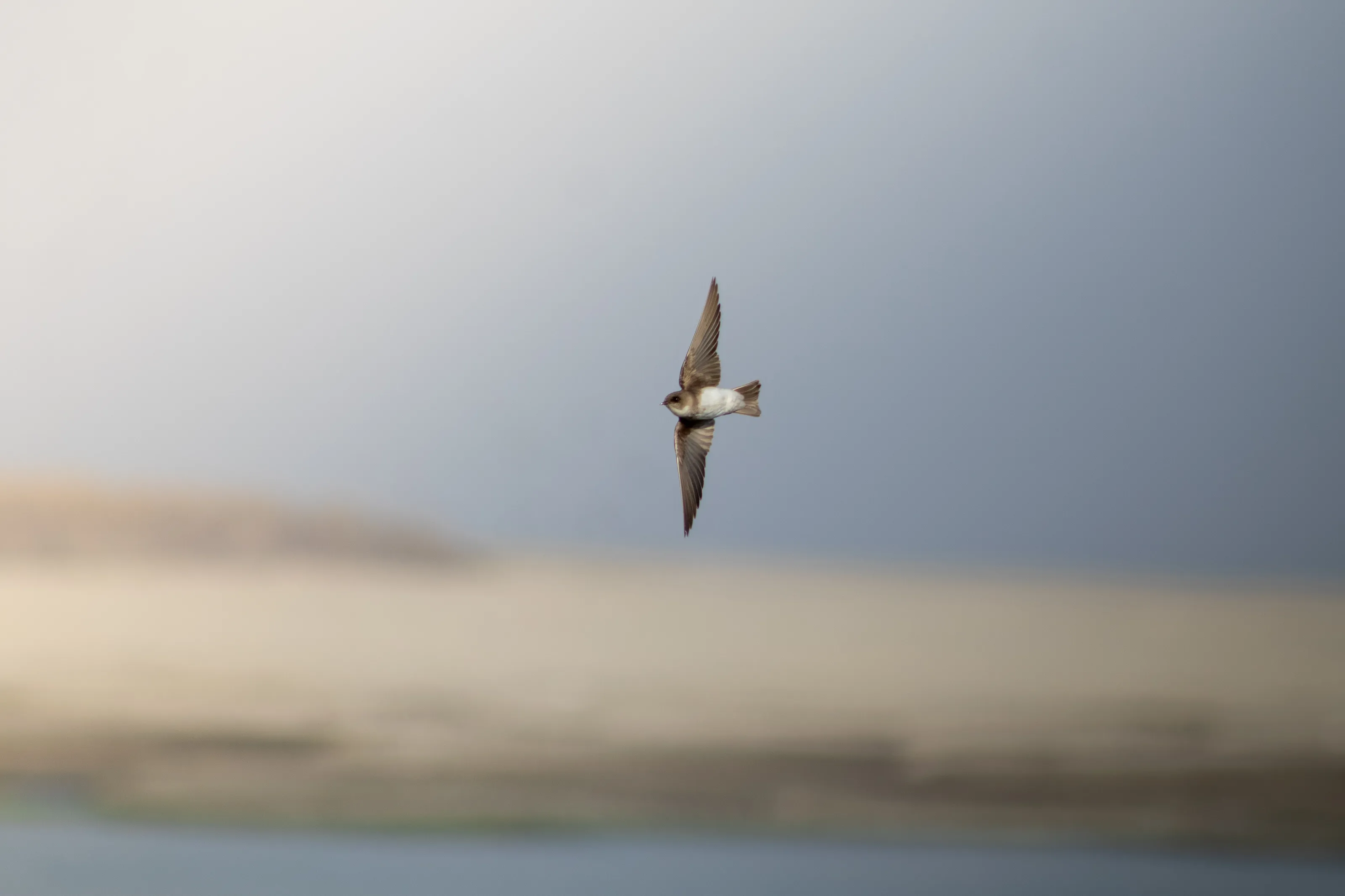 Gray-throated Martin