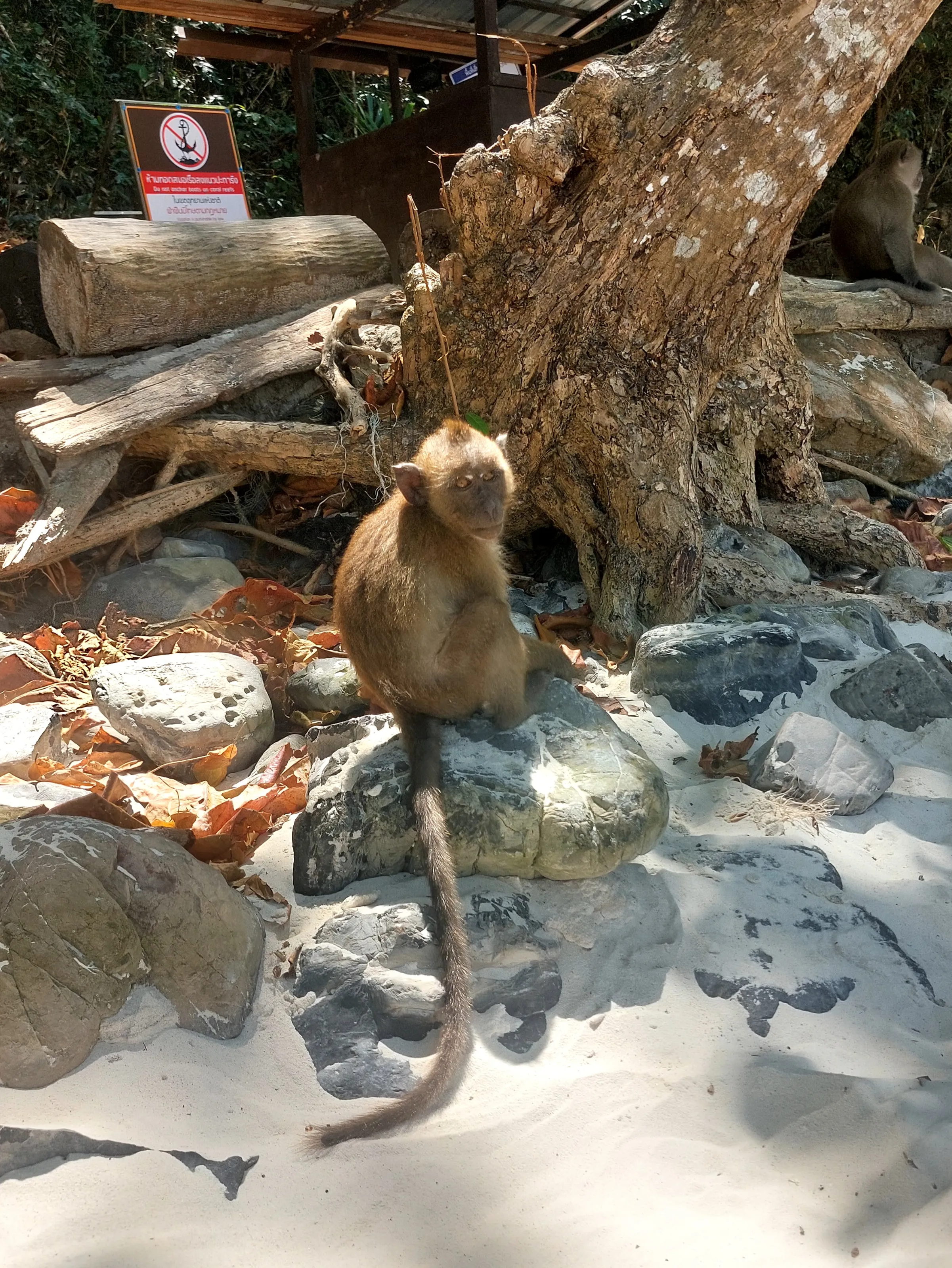 Monkey bay