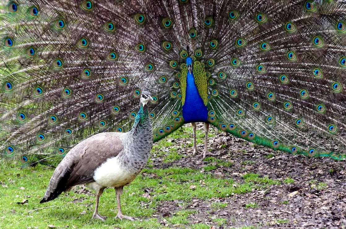 Yoooohoooo here I am Mrs Peacock...